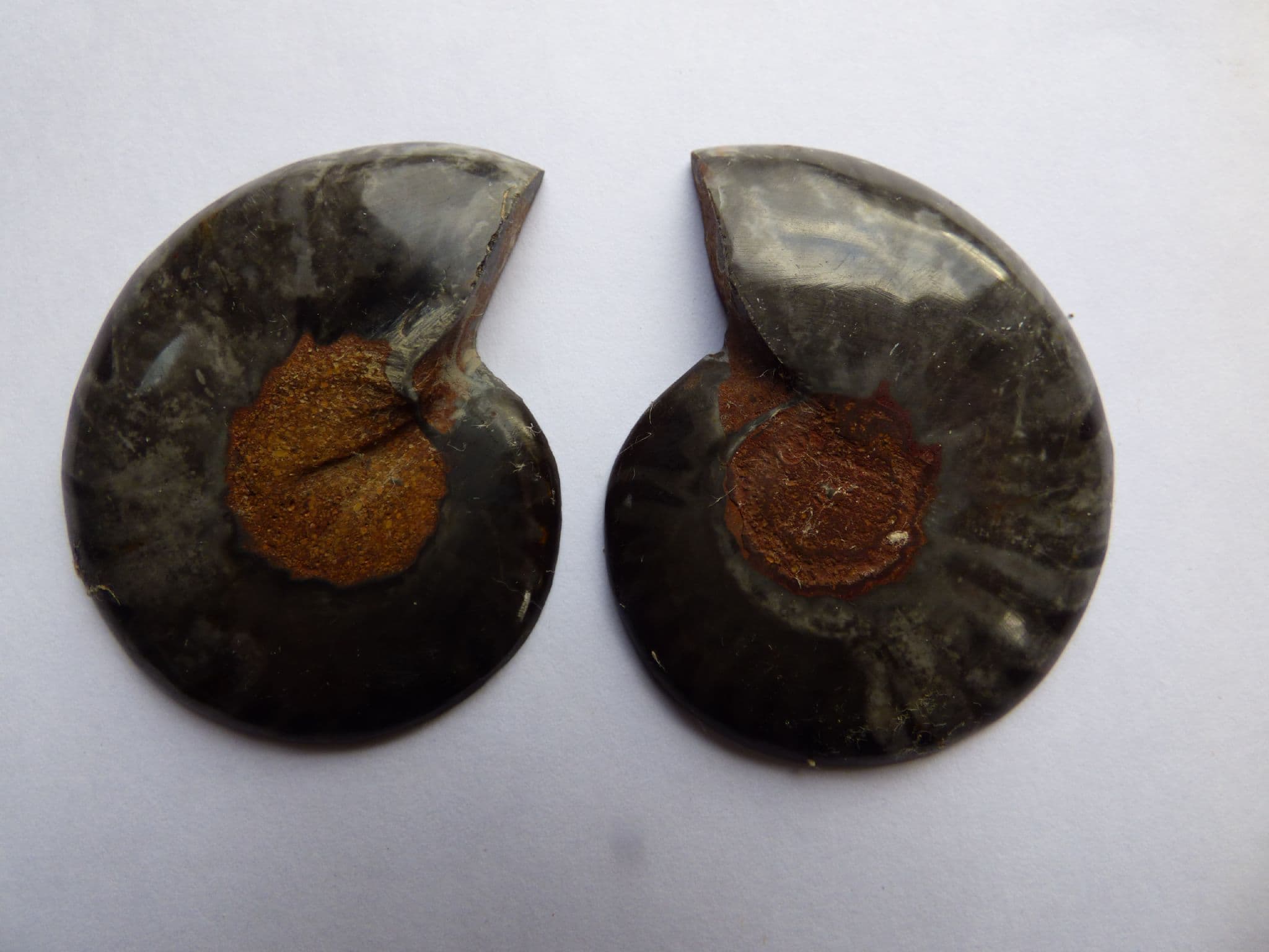 Beautifully Detailed Black Cleoniceras Fossil Ammonite Pair (1) (2) (3) (4)