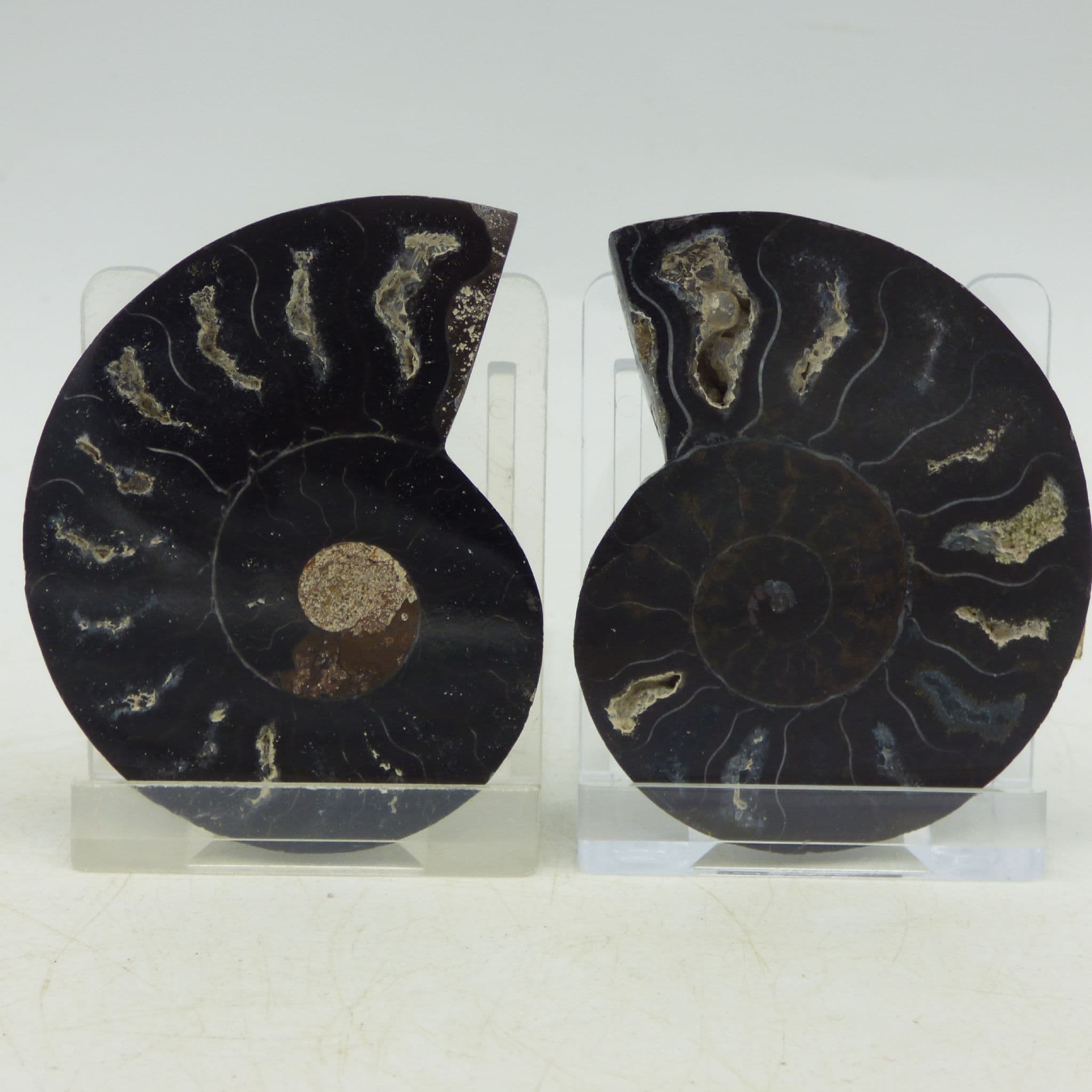 Beautifully Detailed Black Cleoniceras Fossil Ammonite Pair (1) (5)