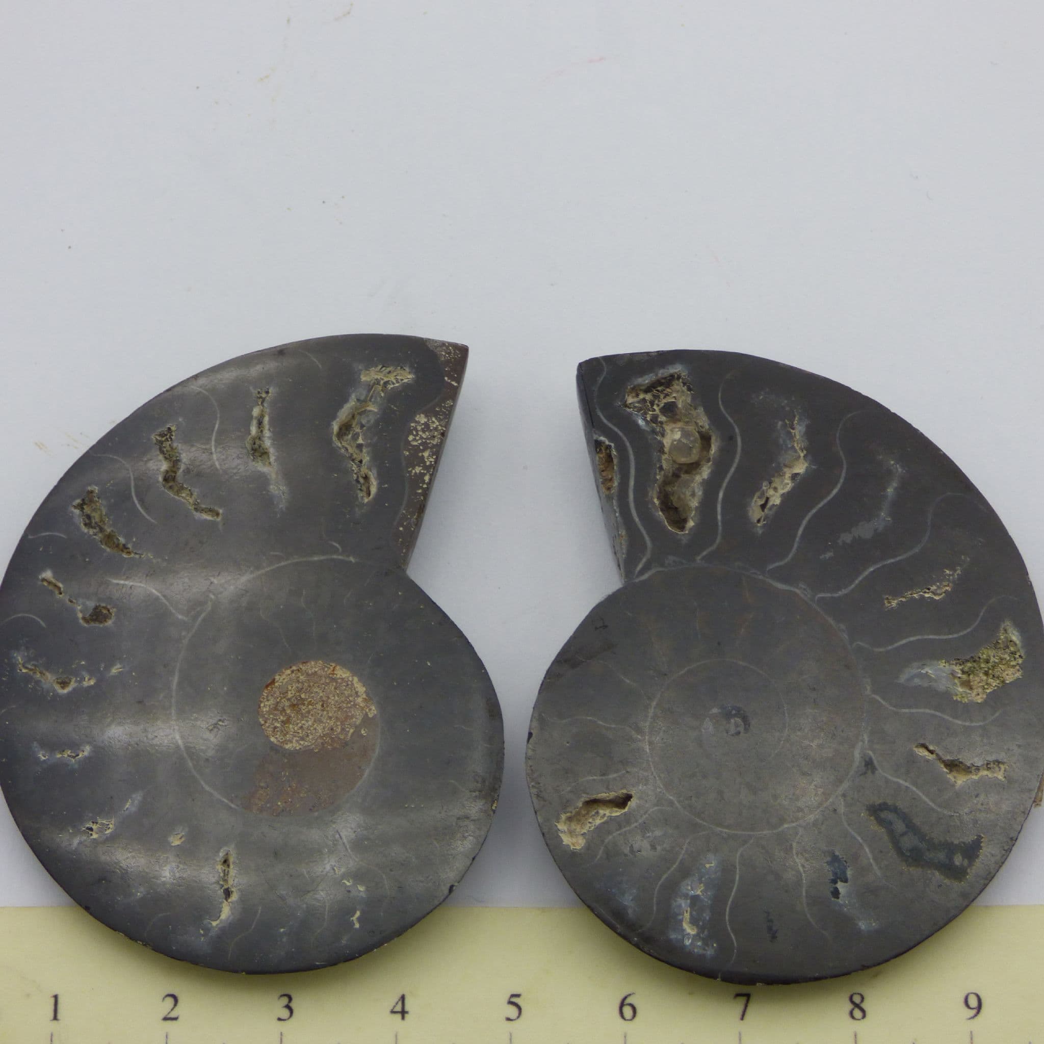 Beautifully Detailed Black Cleoniceras Fossil Ammonite Pair (1) (5)