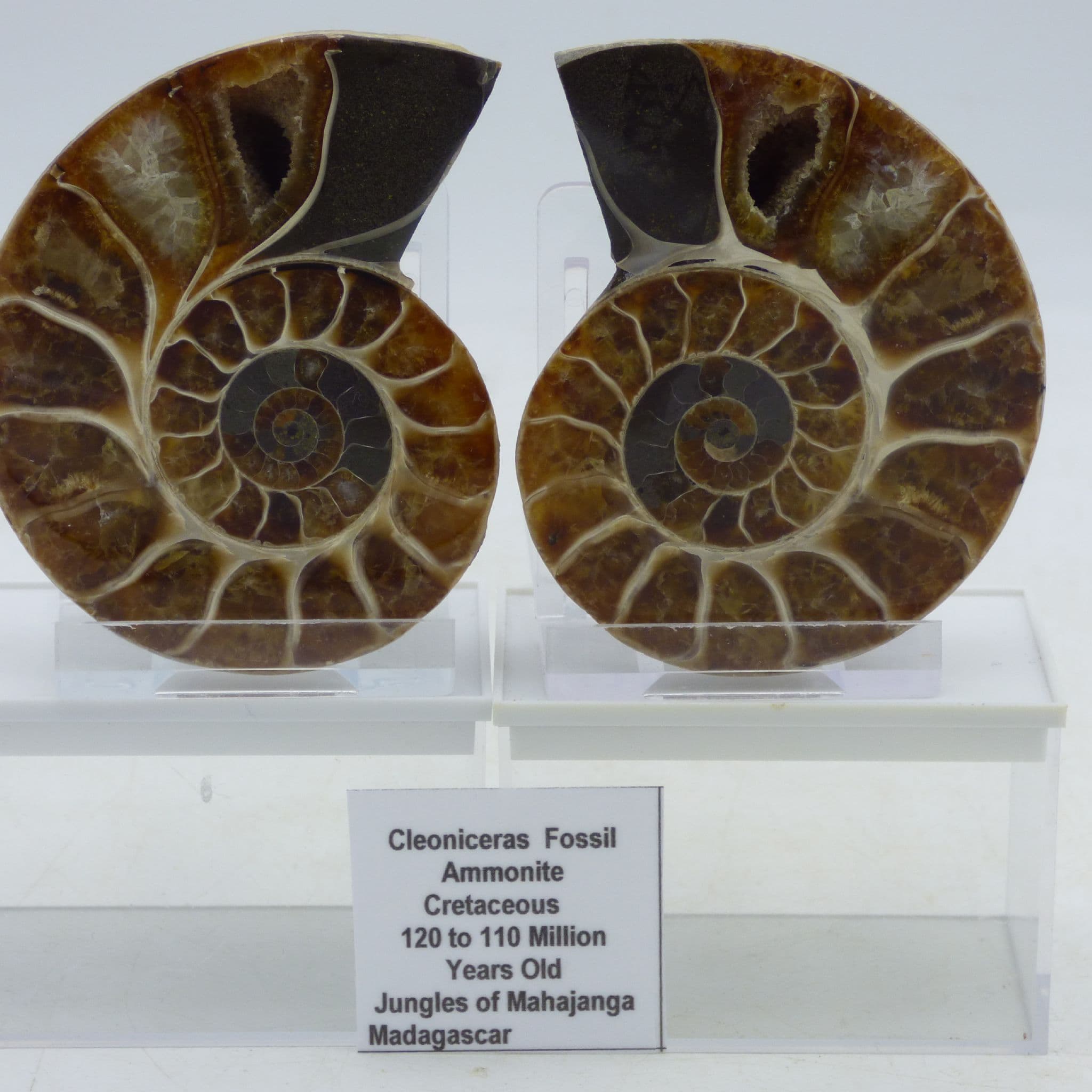 Beautifully Detailed Cleoniceras Fossil Ammonite Pair