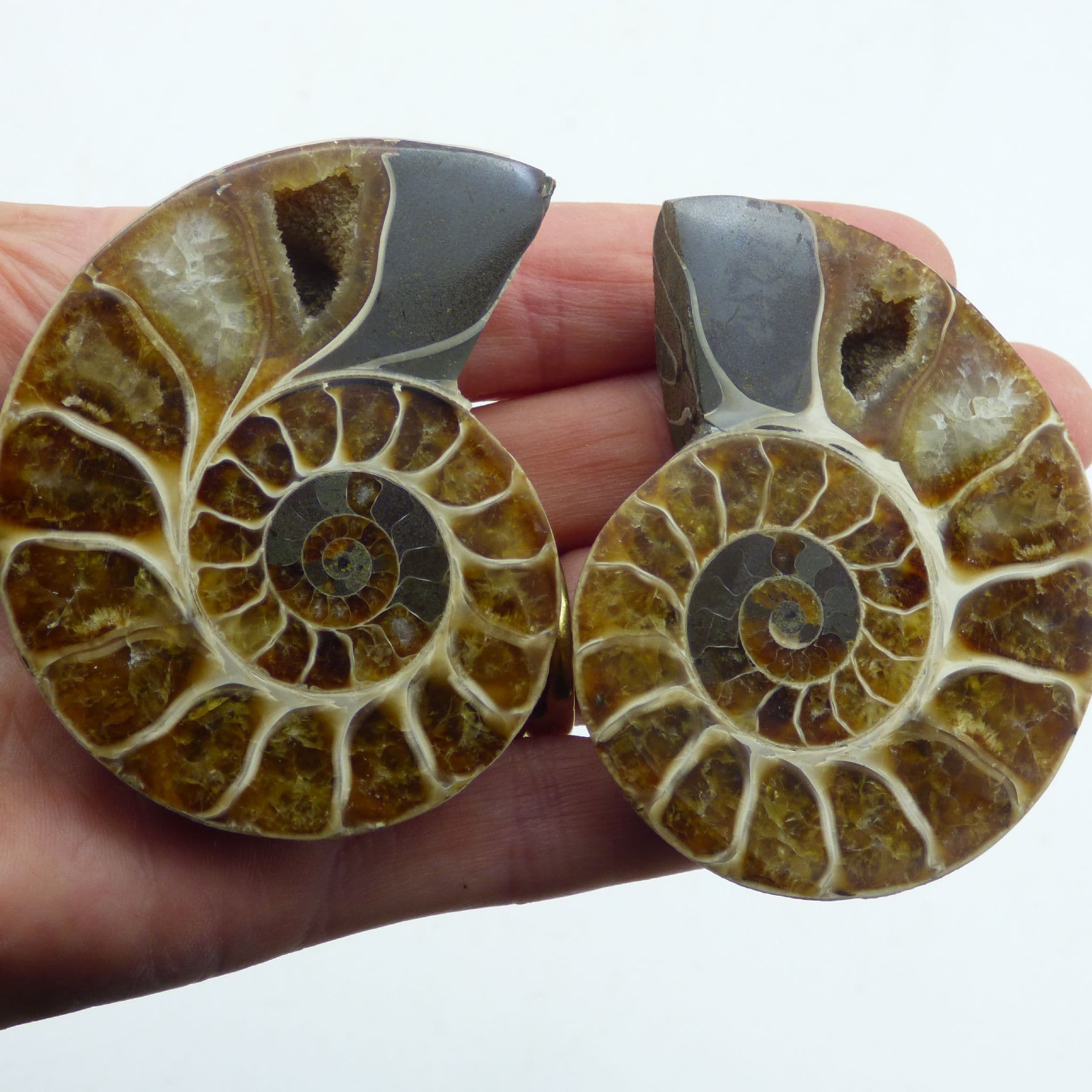 Beautifully Detailed Cleoniceras Fossil Ammonite Pair