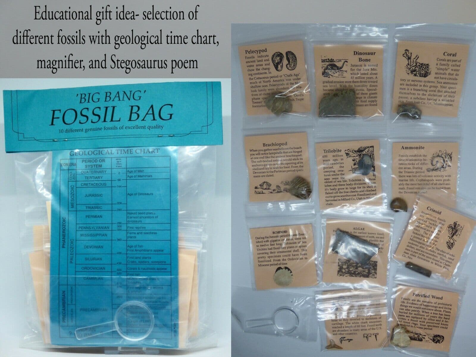 Big Bang Fossil Educational Gift Bag + Geological Time Chart+Magnifier+Dino Poem