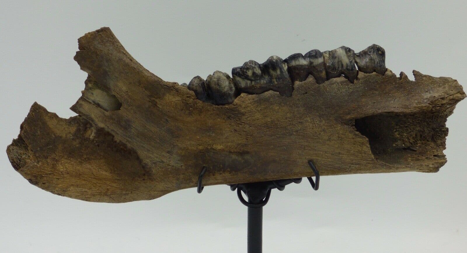 Boar Jaw Section +Teeth; Scrofa Linne East Poland.Hand Crafted Stand