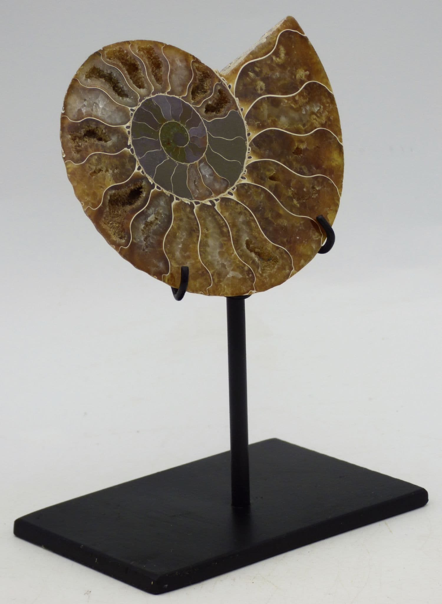 Cleoniceras Fossil Ammonite Half with Hand Crafted Steel Display stand