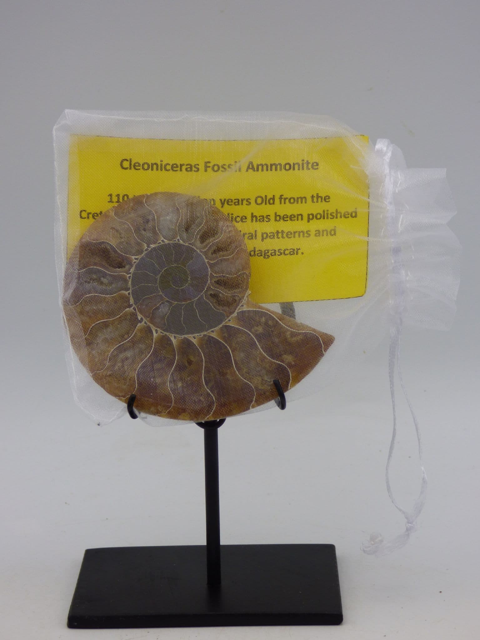 Cleoniceras Fossil Ammonite Half with Hand Crafted Steel Display stand