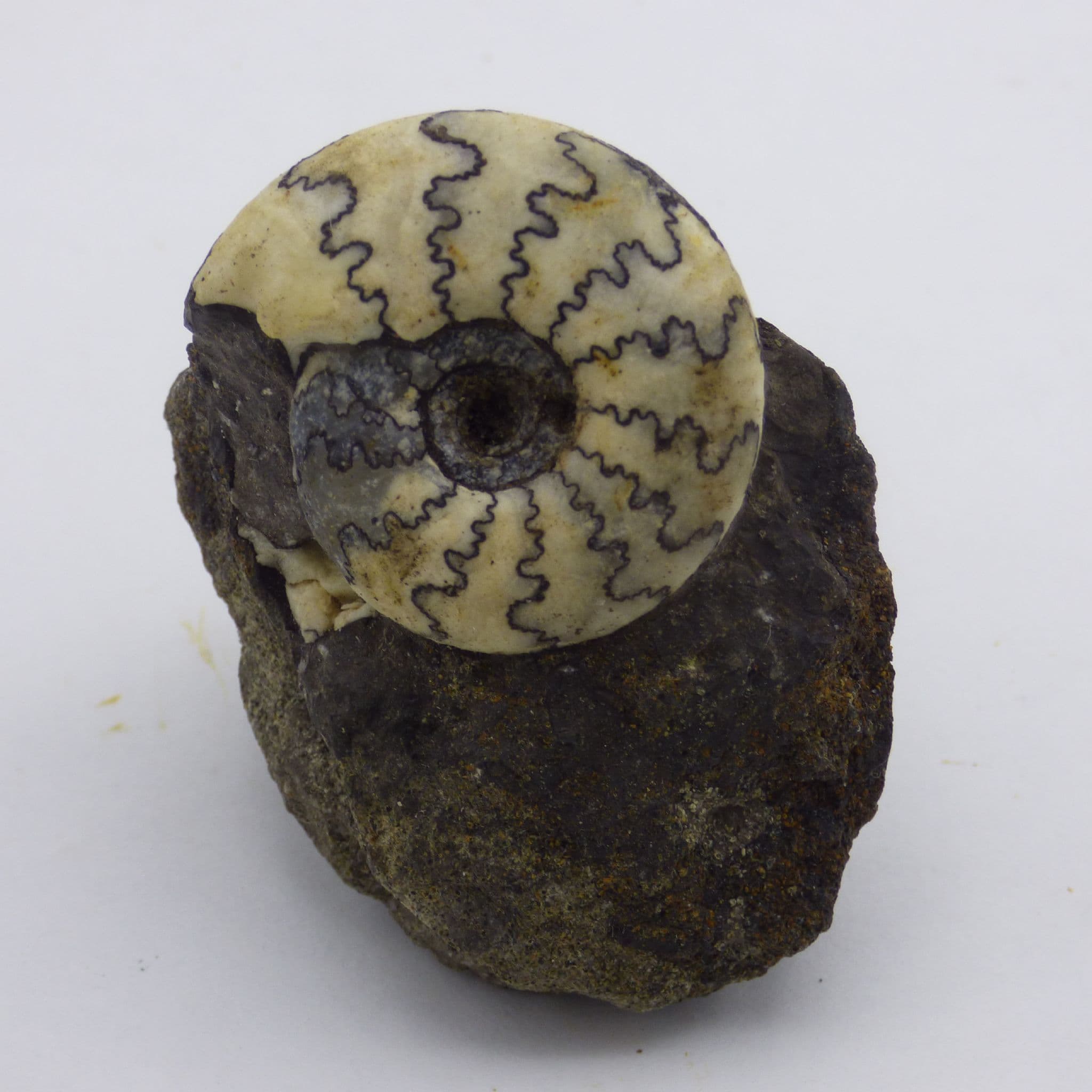 Crespetites Nodiger  Fossil Ammonite Volga River  Russia