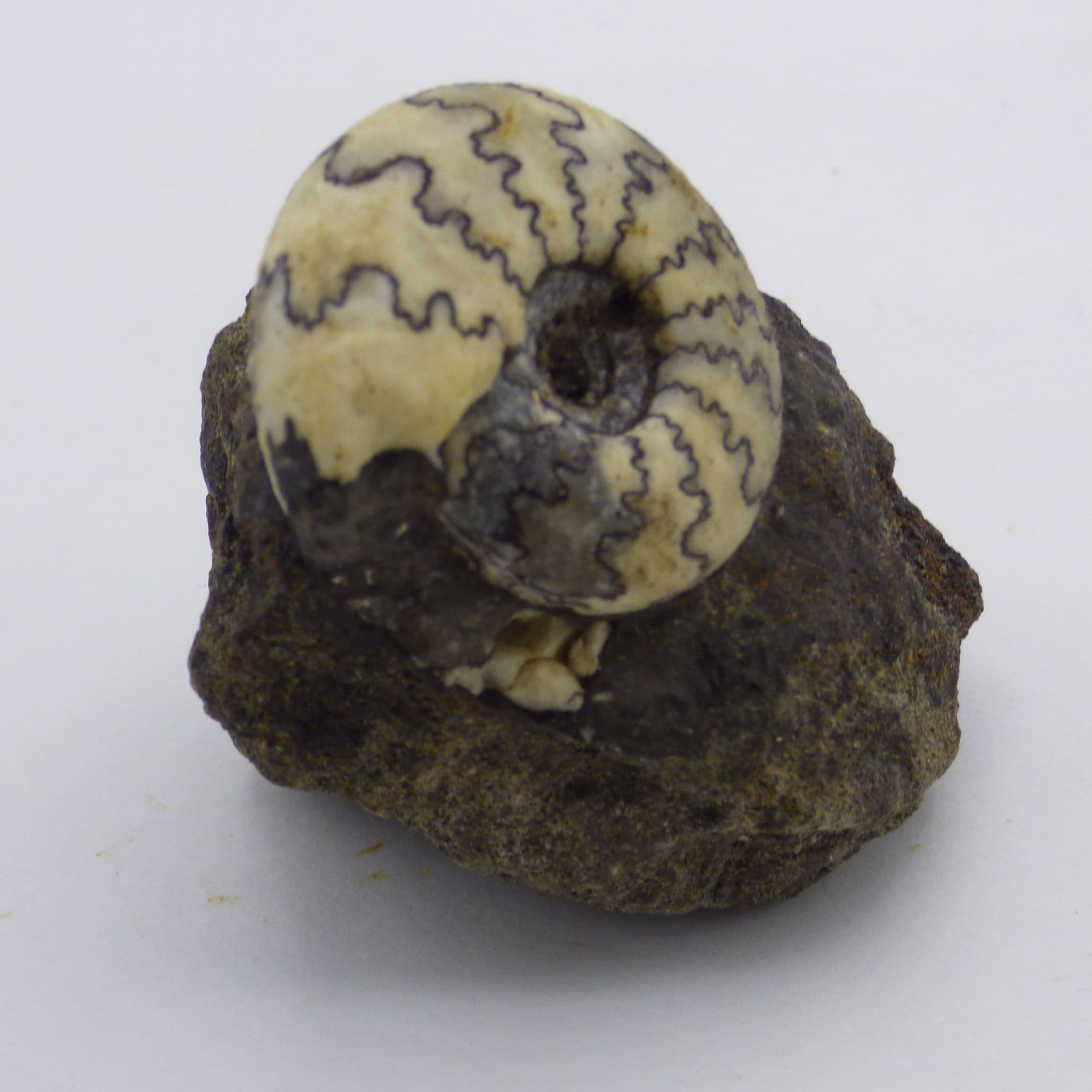 Crespetites Nodiger  Fossil Ammonite Volga River  Russia