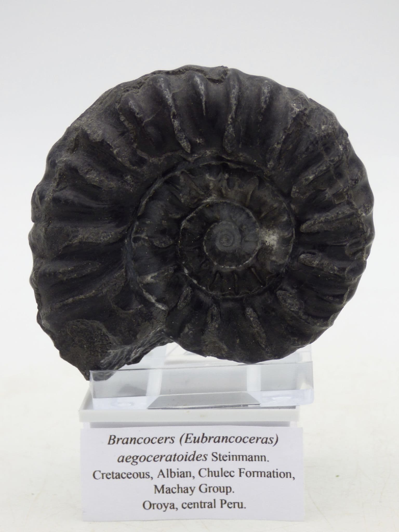 Cretaceous Fossil Ammonite Brancocers ( Eubrancoceras)  6.5 cm from Peru +Stand