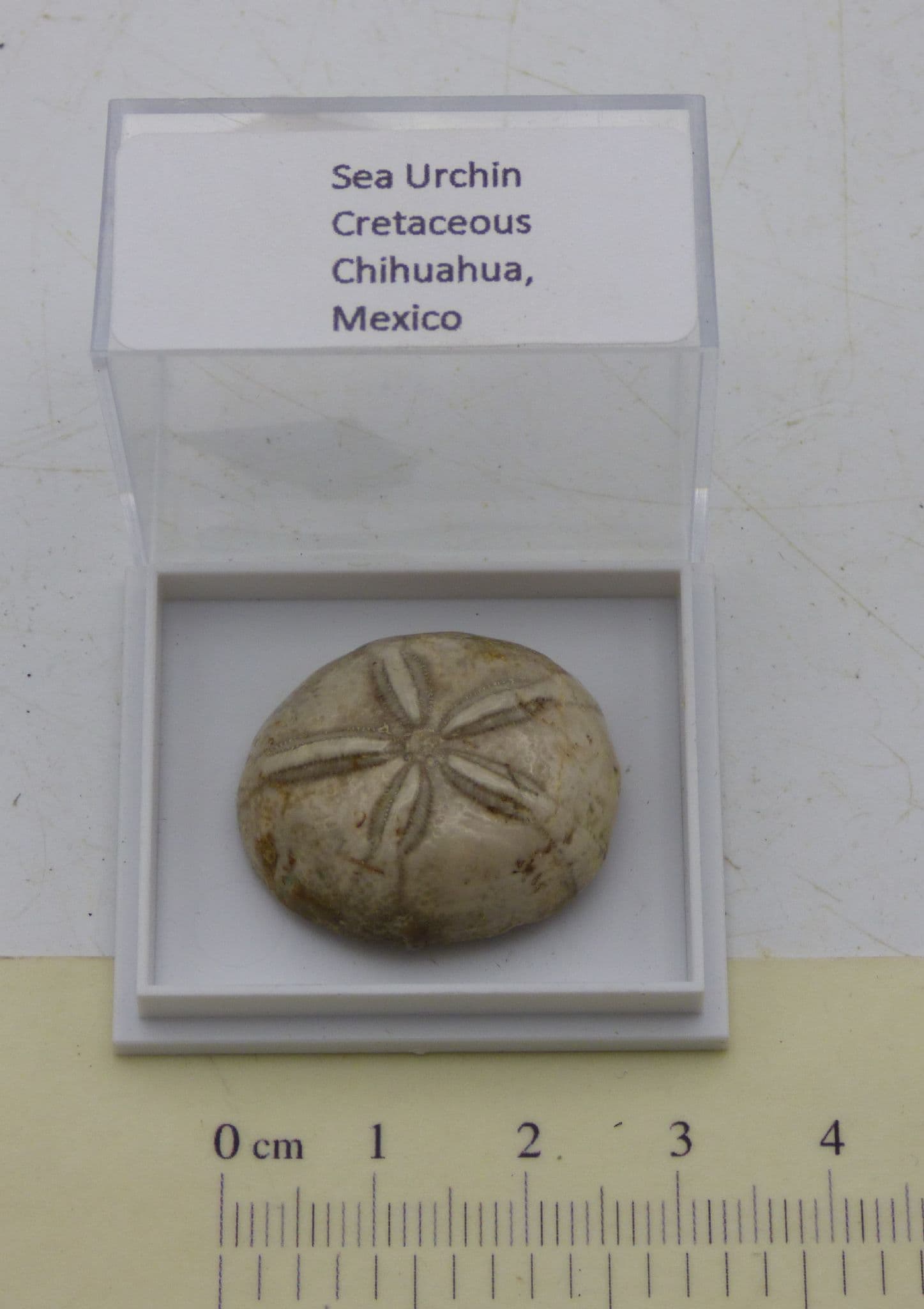 Cretaceous  Fossil Echinoid Sea Urchin Chihuahua  Mexico