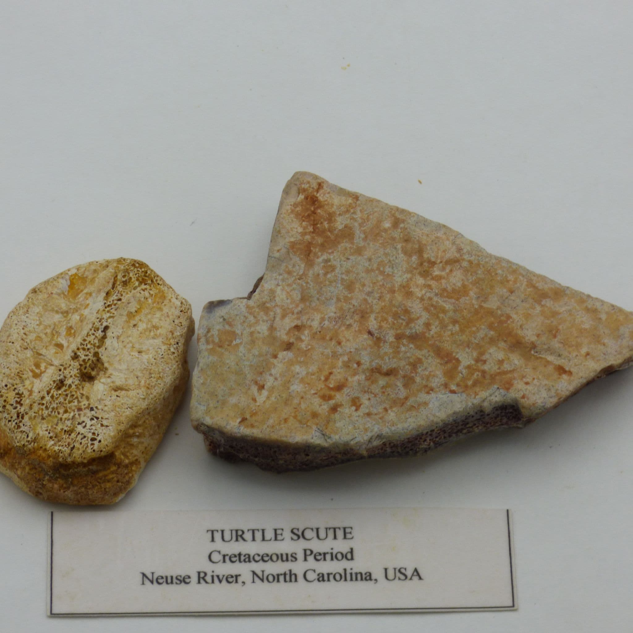 Cretaceous  Fossil  Turtle  Scutes North Carolina Old Collection