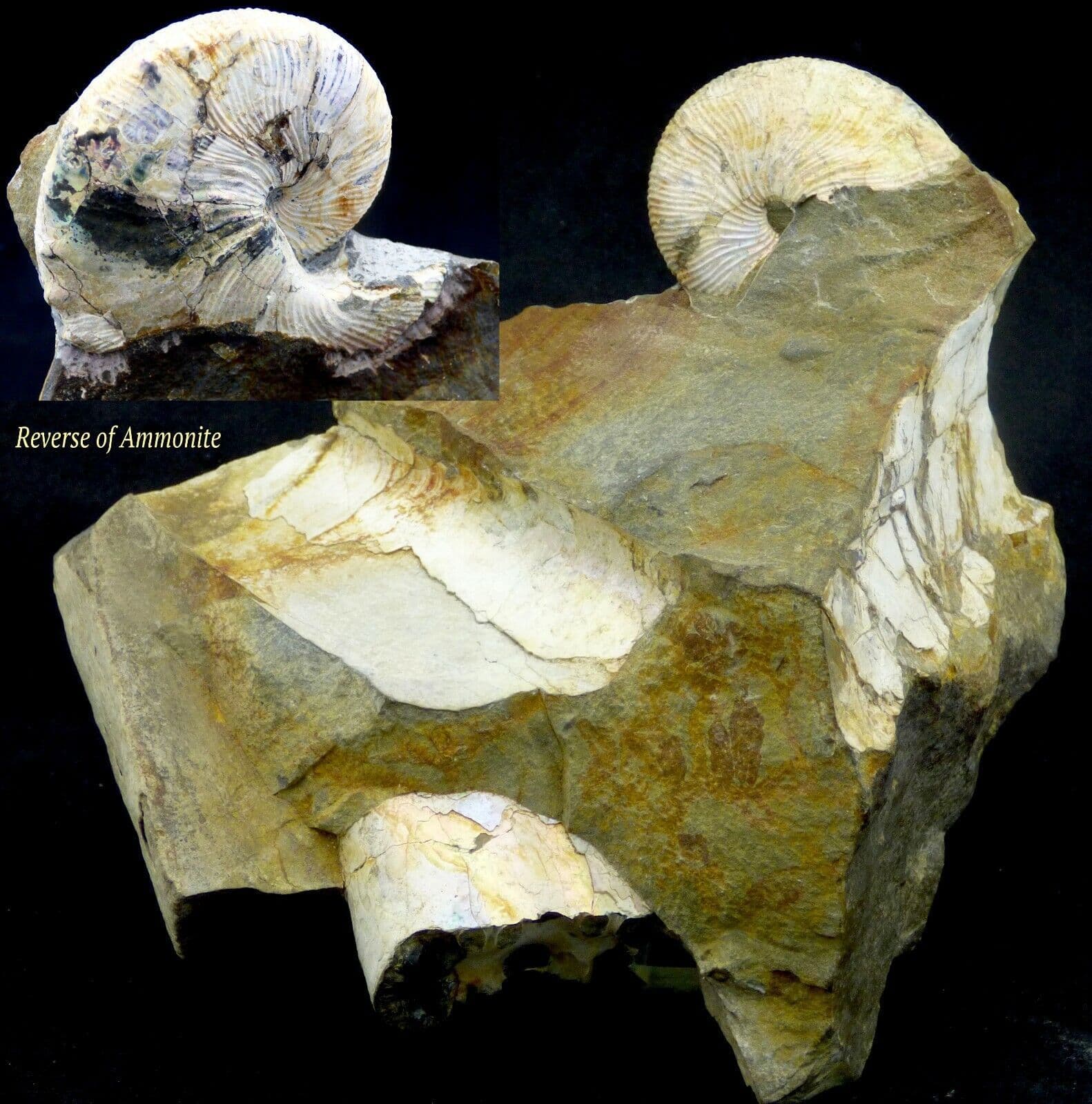 Cretaceous Irridescent Ammonite Scaphites S. Dakota  Scarce Nodule Concretion (1)