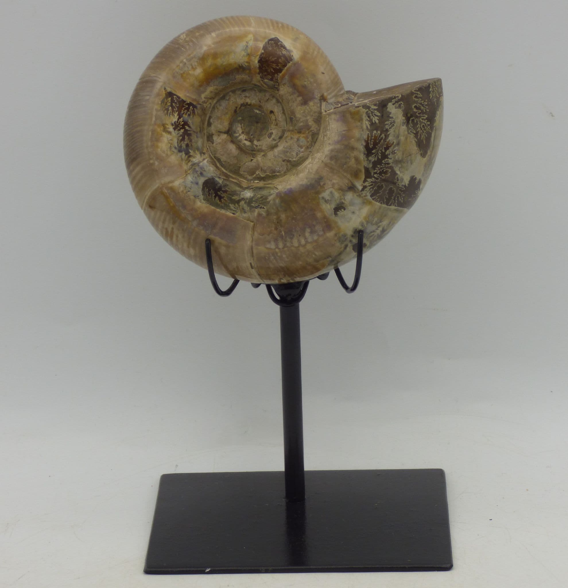 Cretaceous Rarer Ammonite  Puzosia Fossil Madagascar  Hand Crafted Steel  Stand