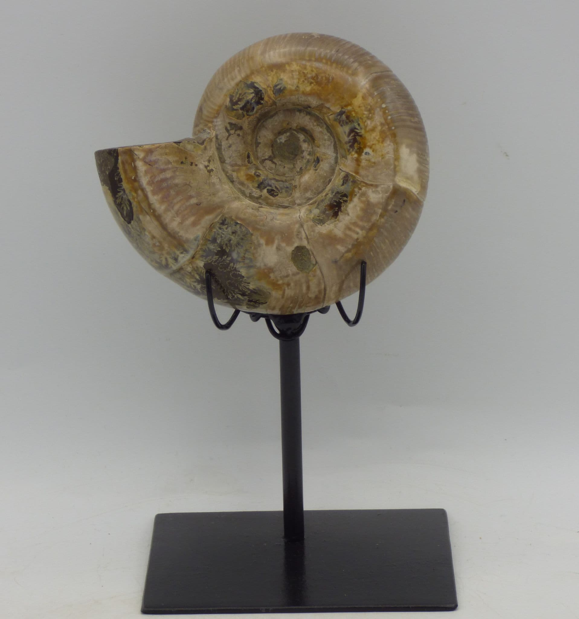 Cretaceous Rarer Ammonite  Puzosia Fossil Madagascar  Hand Crafted Steel  Stand