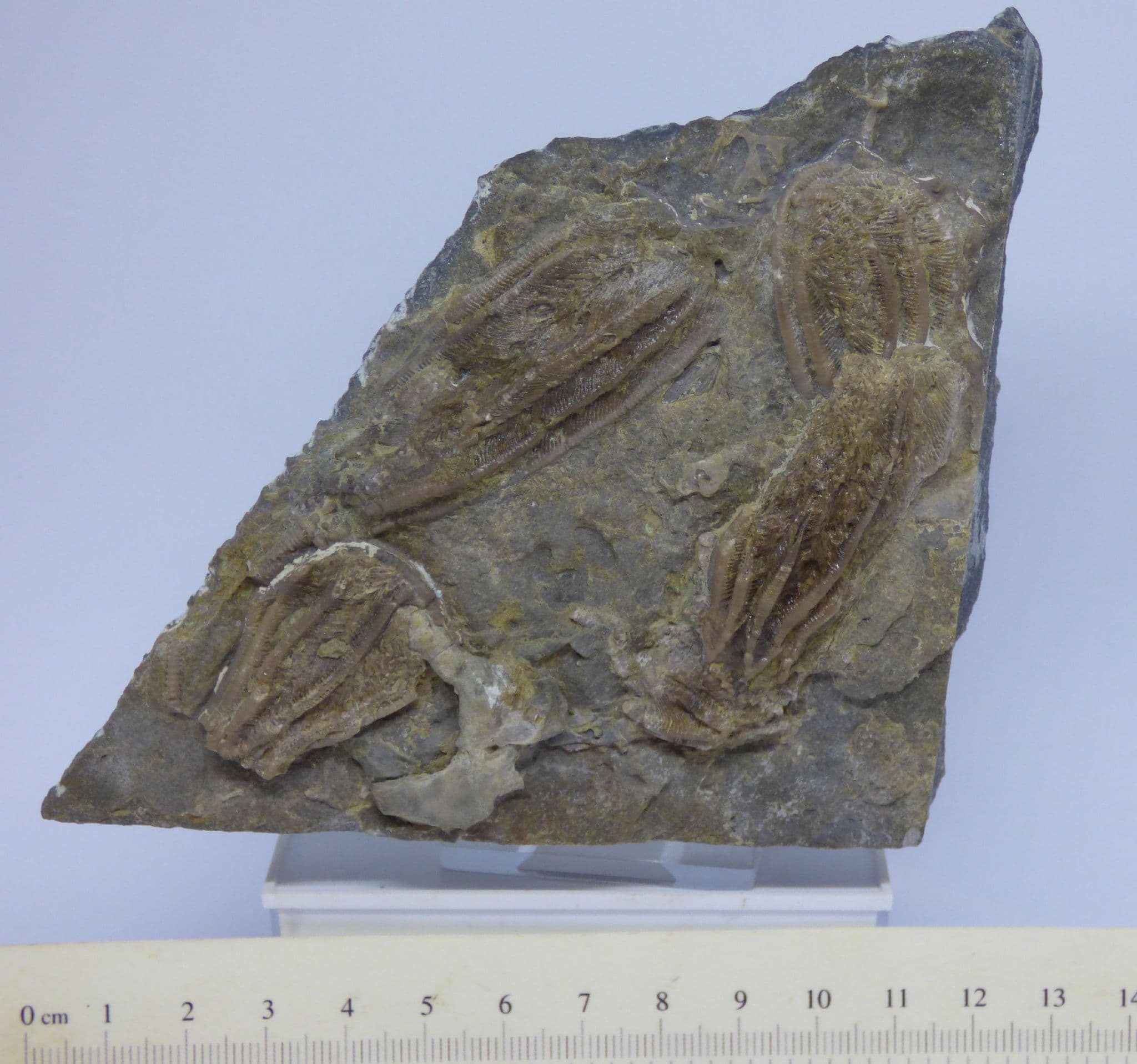 Crinoid Fossil Aorocrinus Ioloa + Dichocrinus Multiplex Iowa