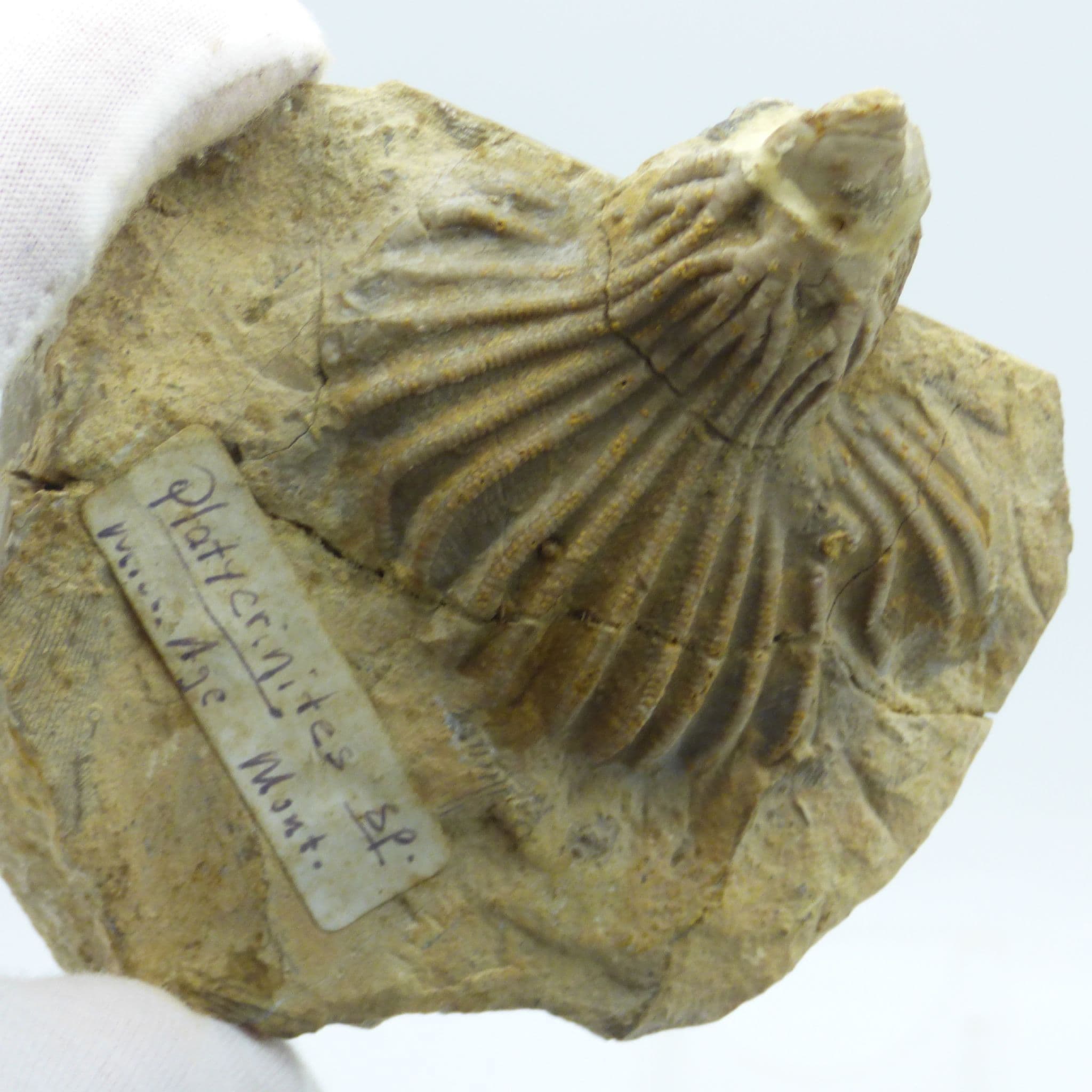 Crinoid Fossil Platycrinites Hemisphericus Carbiniferous Indiana