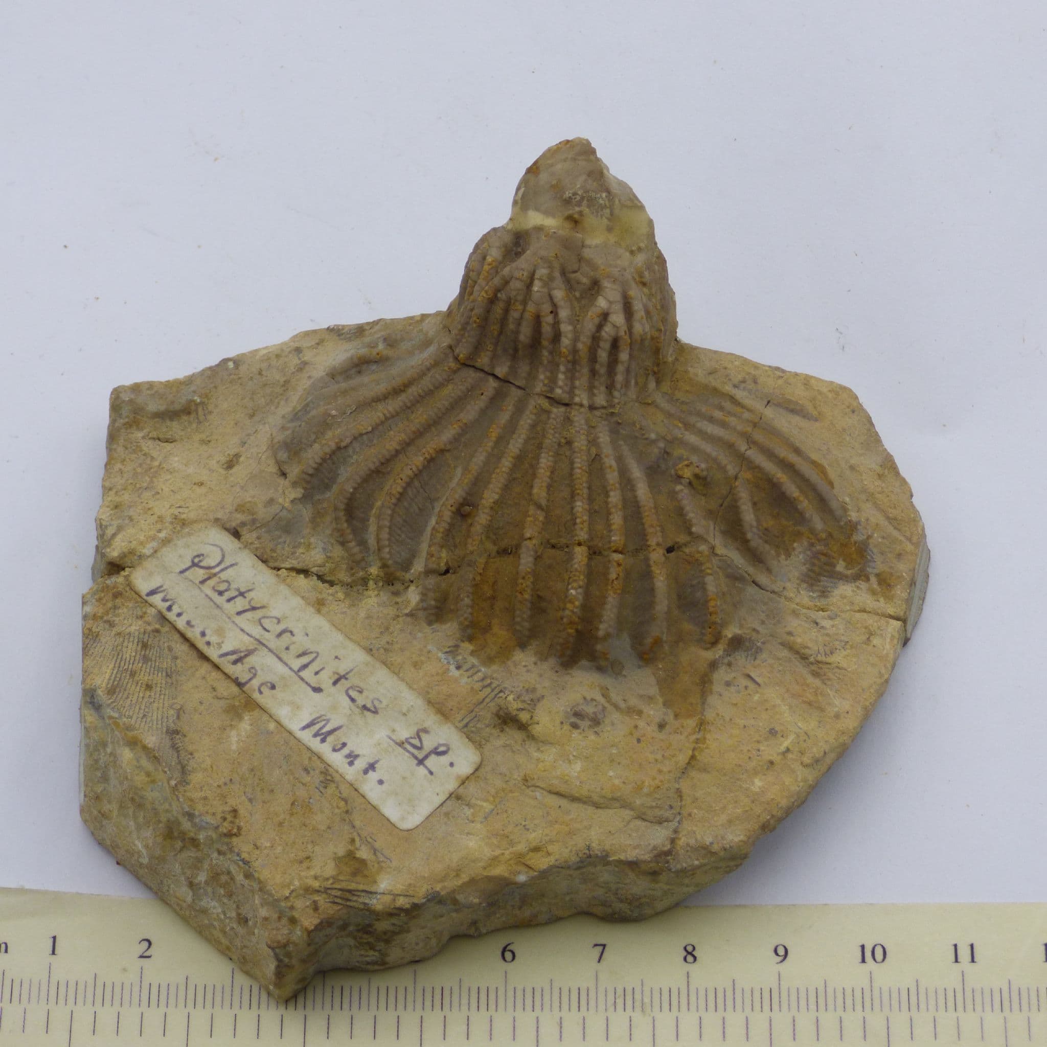 Crinoid Fossil Platycrinites Hemisphericus Carbiniferous Indiana