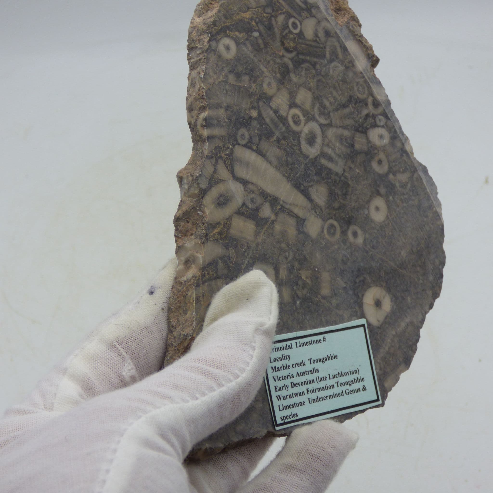 Crinoid Fossil Remains  Limestone Marble Creek Australia Early Devonian