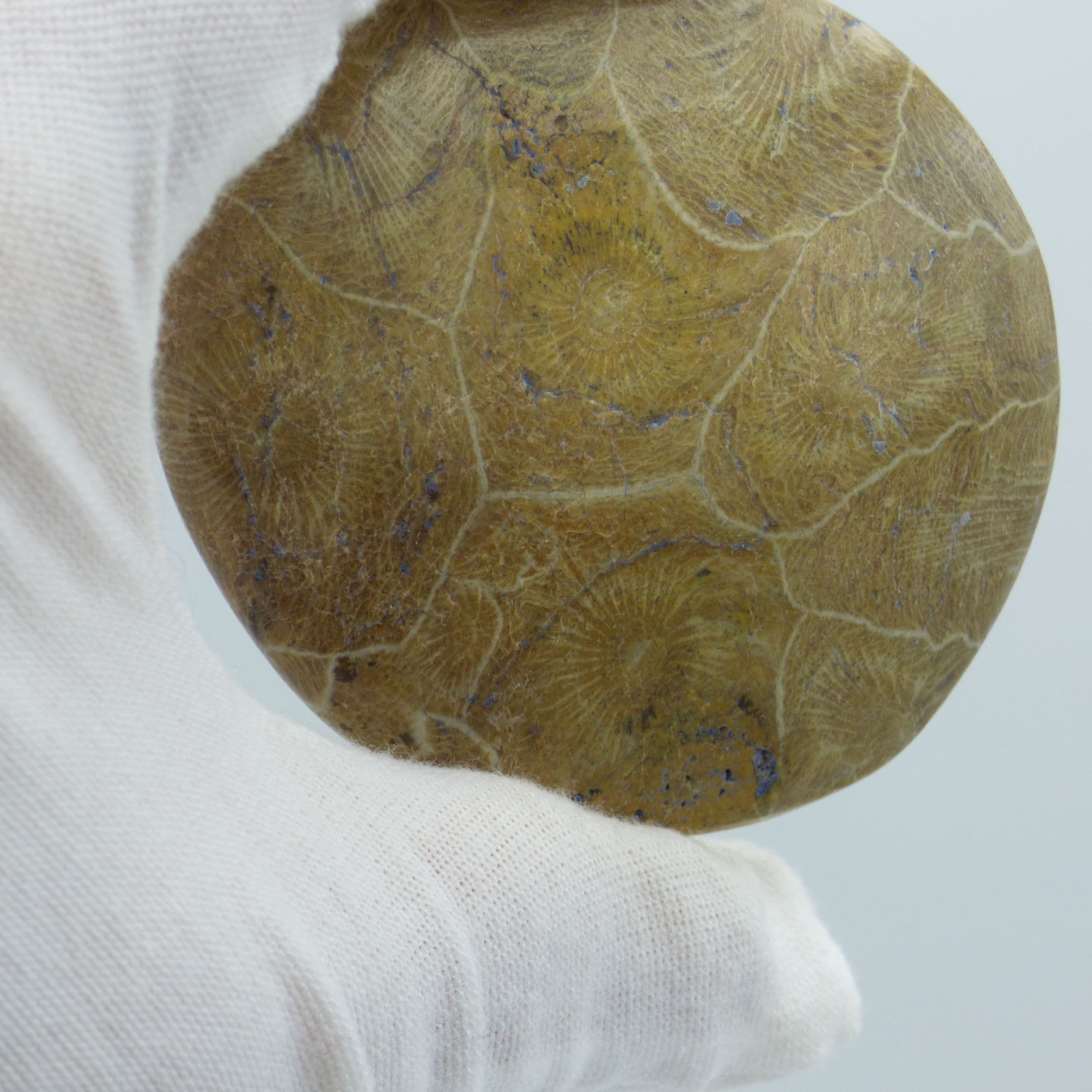 Detailed Fossil Coral; Hexagonia