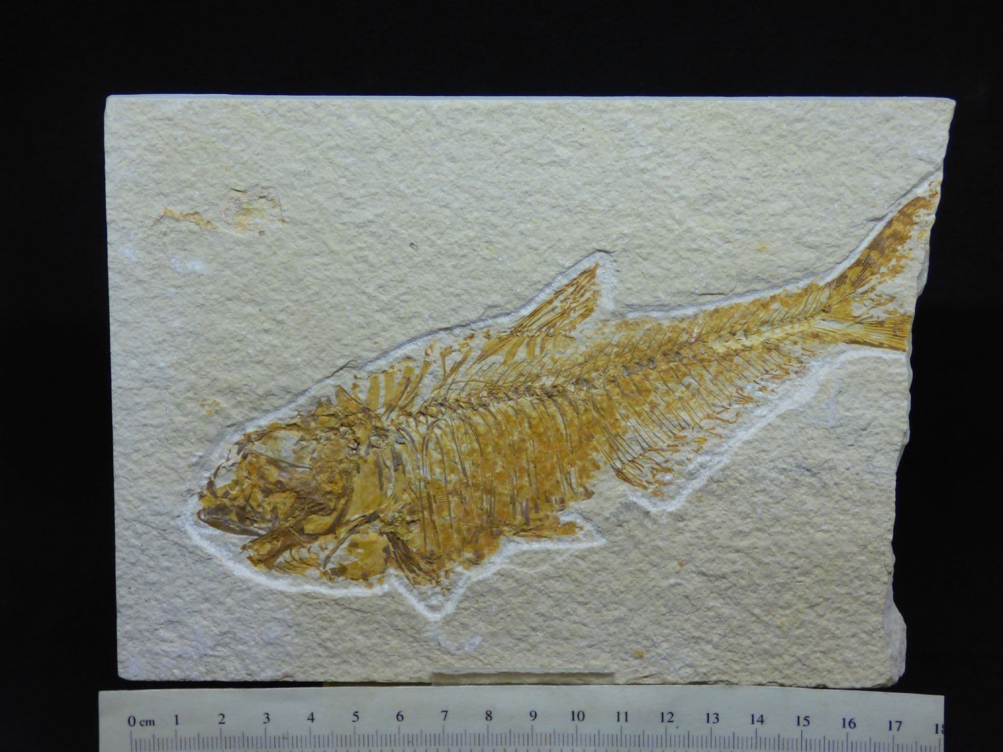 Detailed Fossil  Fish   Green River  Eocene  48 MYO