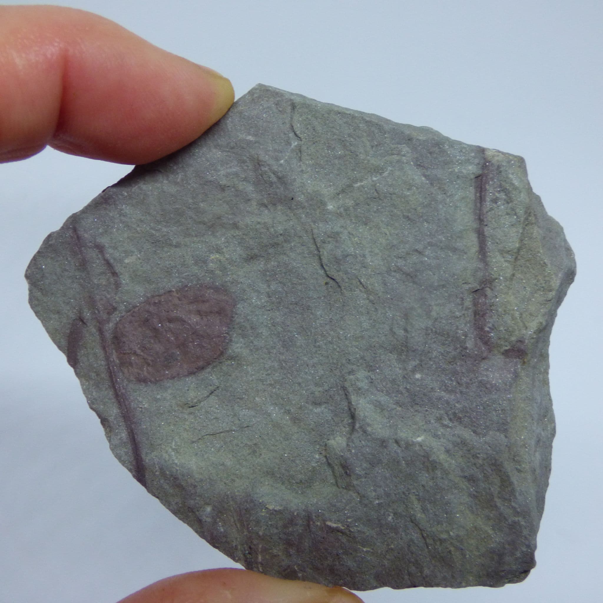 Devonian Fossil Plant Remains Parka Decipiens Angus Scotland