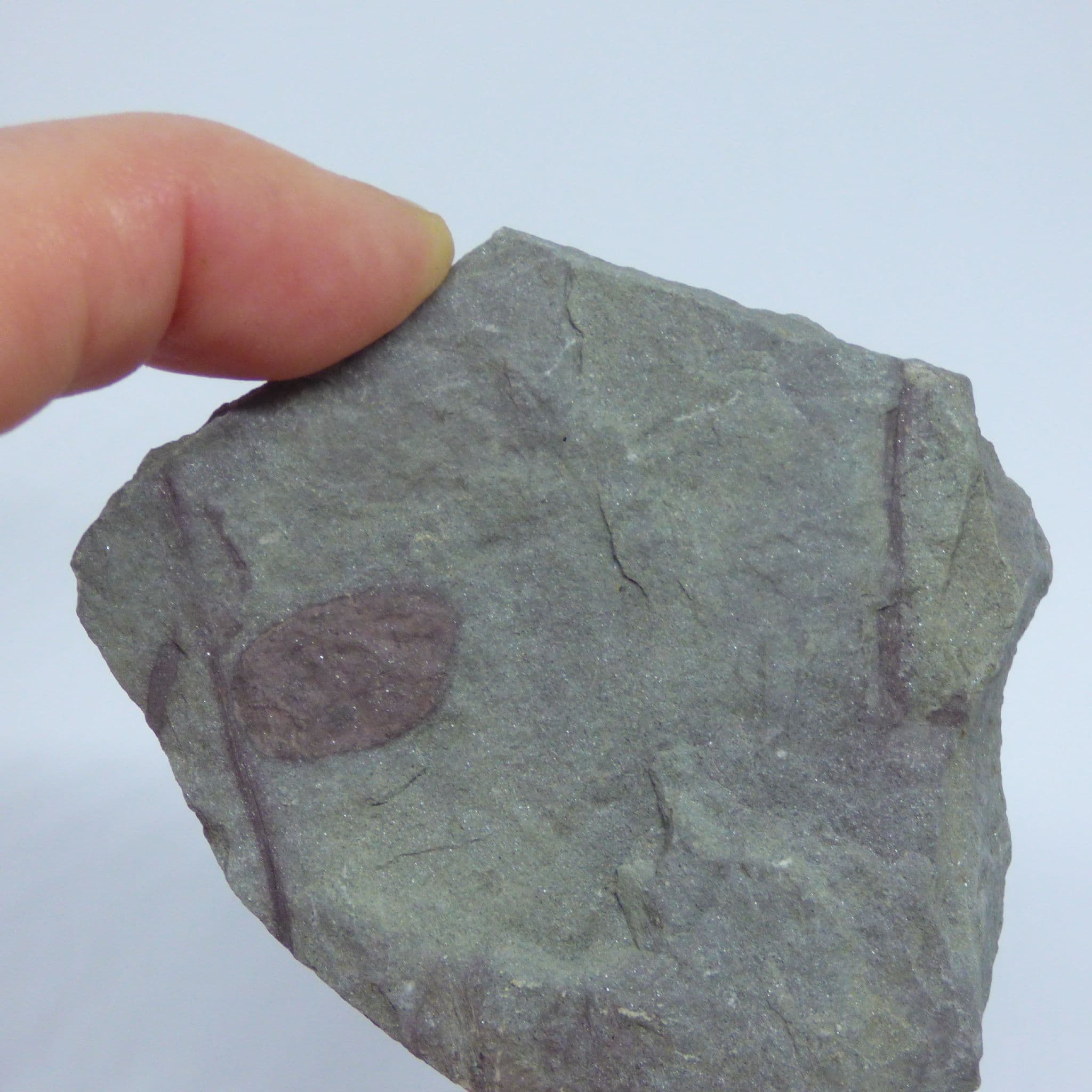 Devonian Fossil Plant Remains Parka Decipiens Angus Scotland