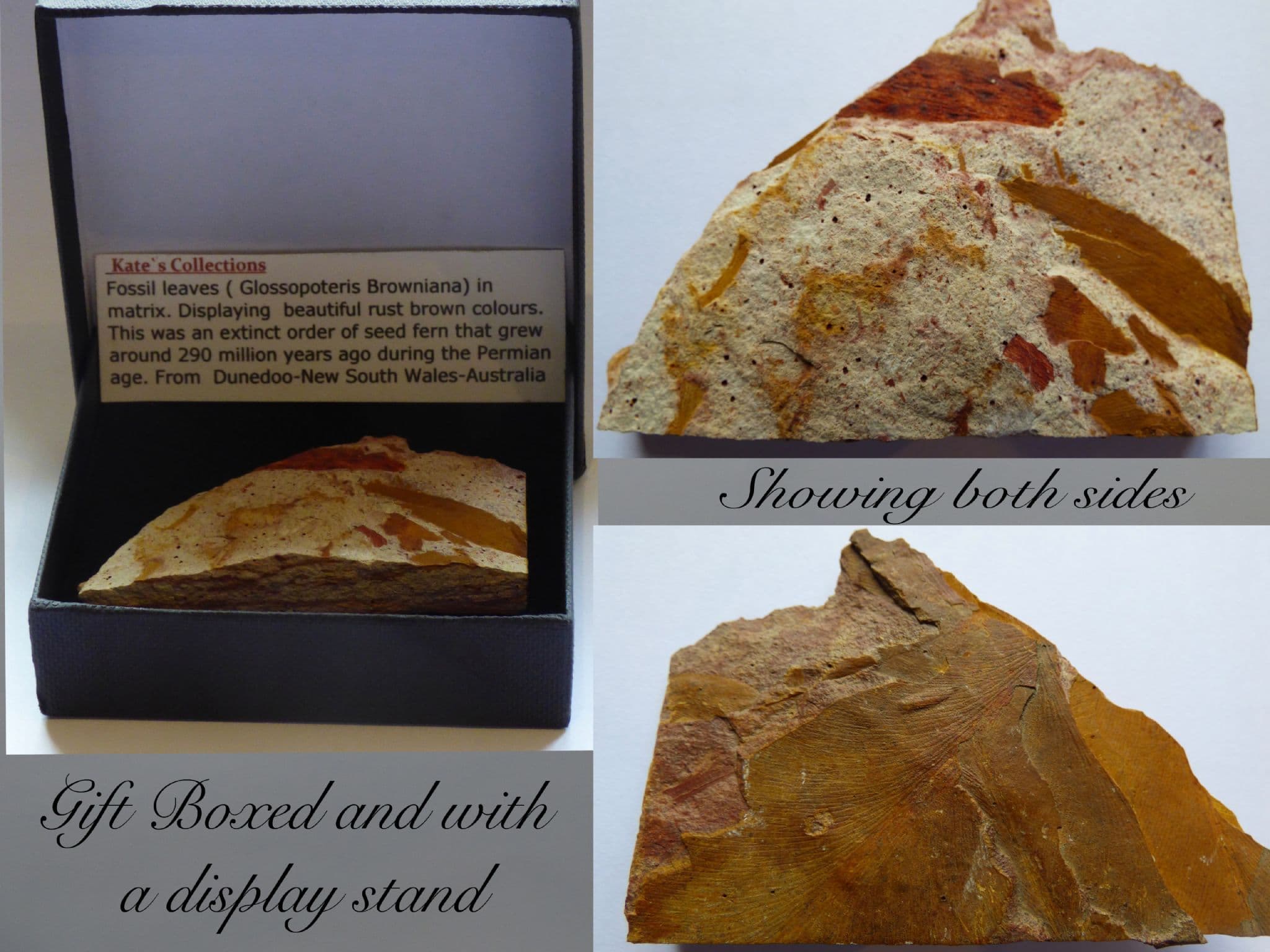 Double Sided Fossil Leaf Display sp. Glossopteris