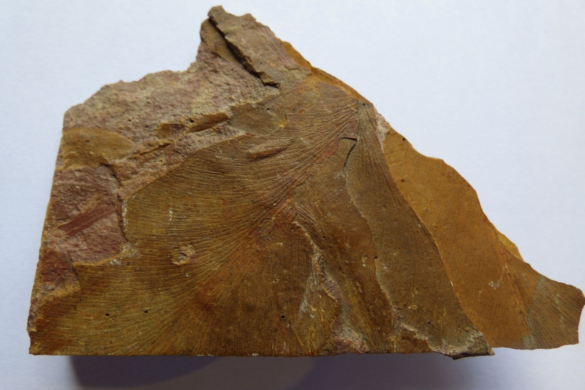 Double Sided Fossil Leaf Display sp. Glossopteris