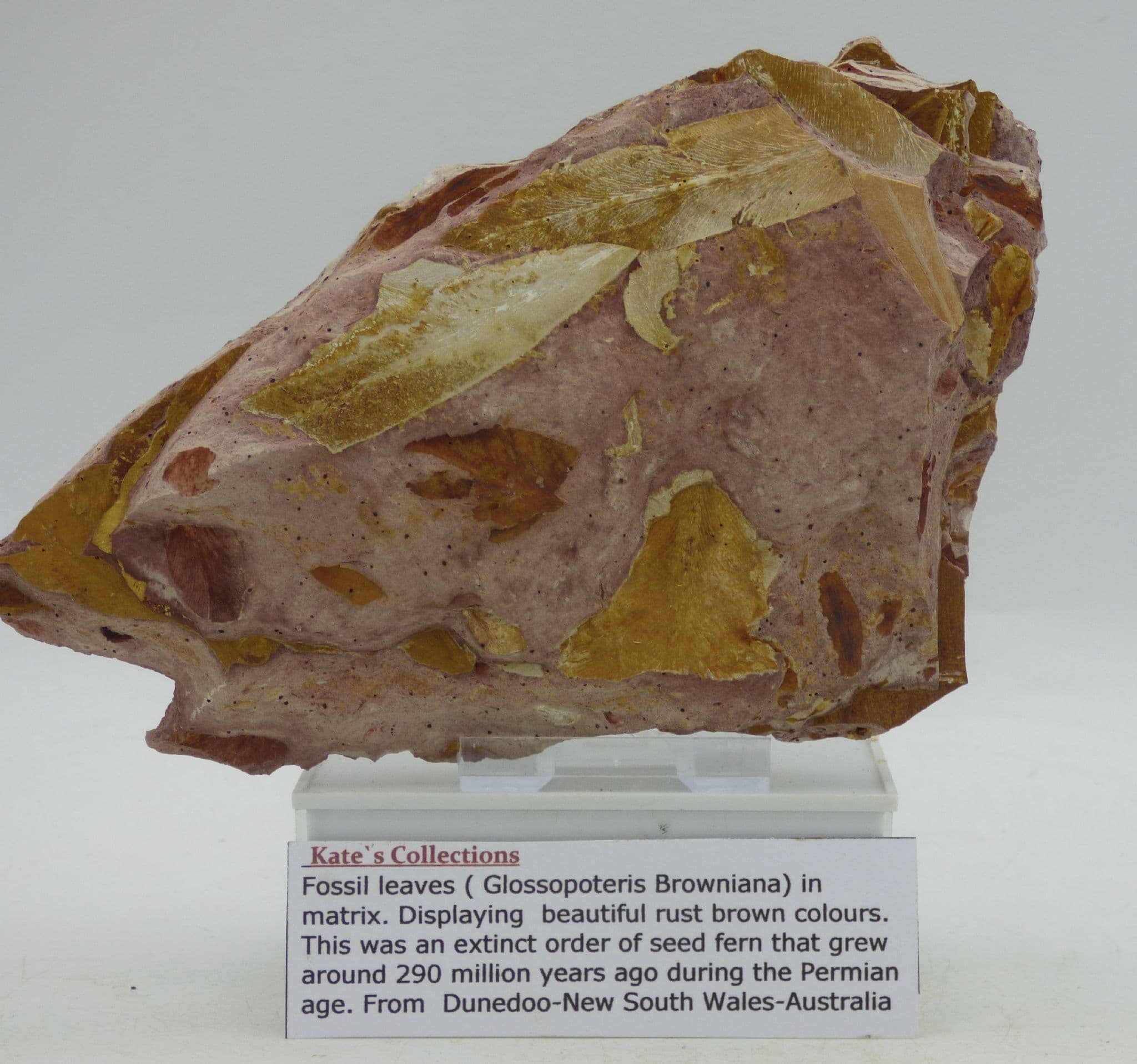 Double Sided Permian  Fossil Leaves Glossopteris - Dunedoo -Australia Choose from Menu