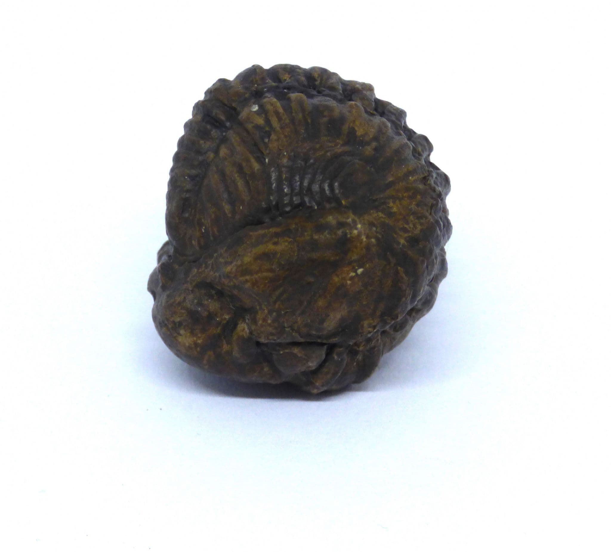 Dudley Fossil Trilobite Calymene Blumenbachii Brongniart Wrens Nest Dudley  UK