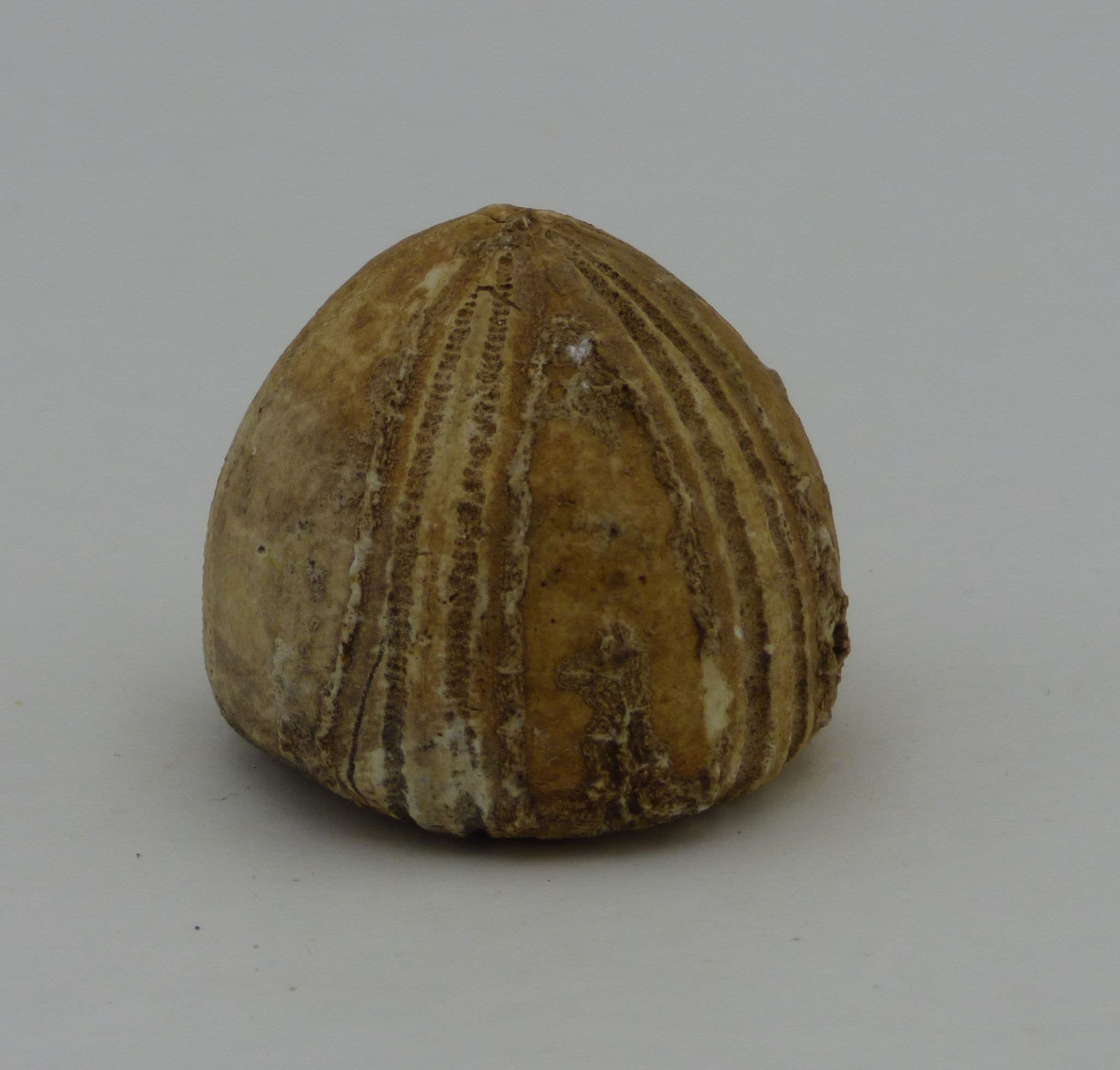 Echinoid Fossil Conulus Albogalerus Cretaceous Surrey UK