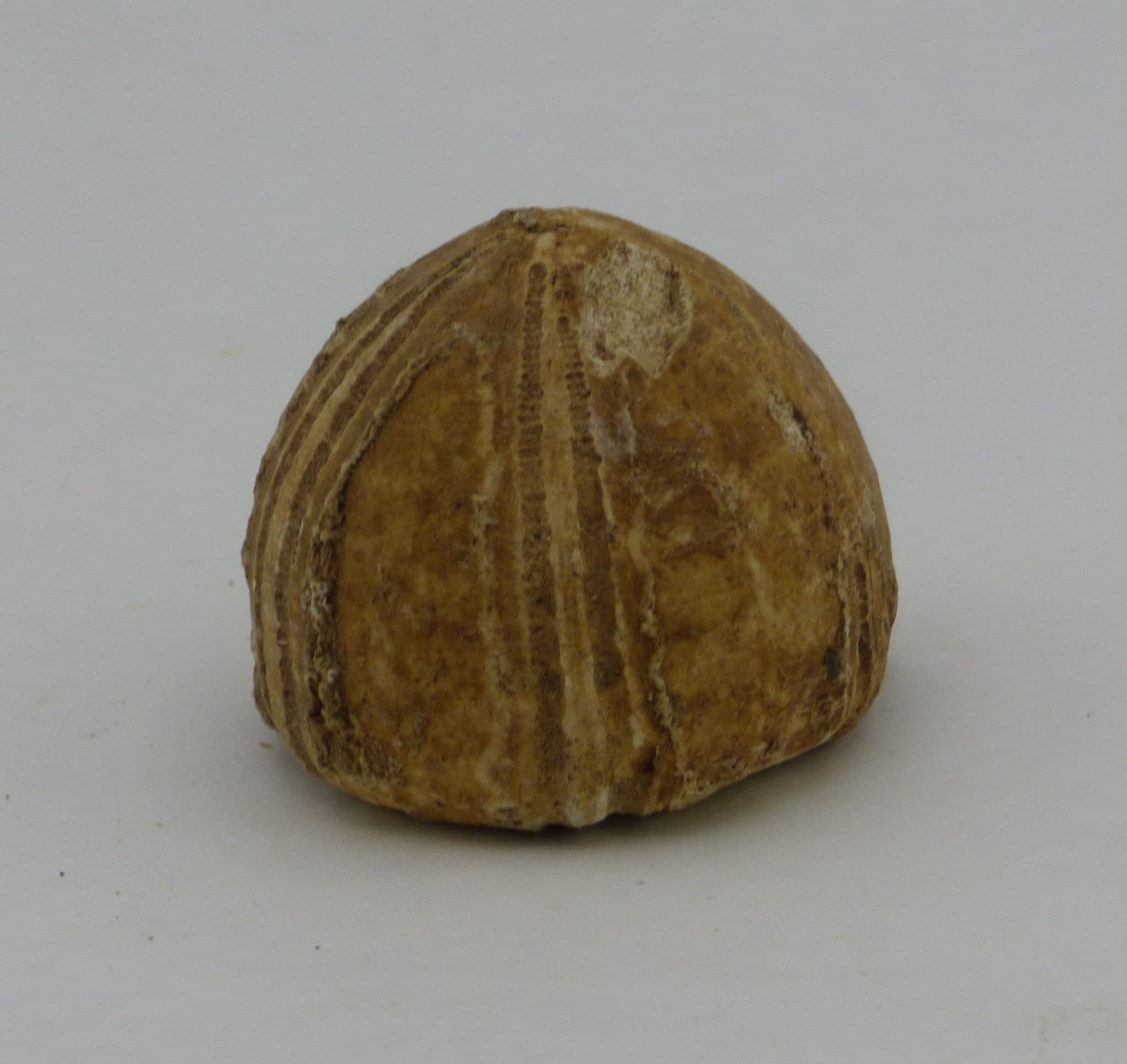 Echinoid Fossil Conulus Albogalerus Cretaceous Surrey UK