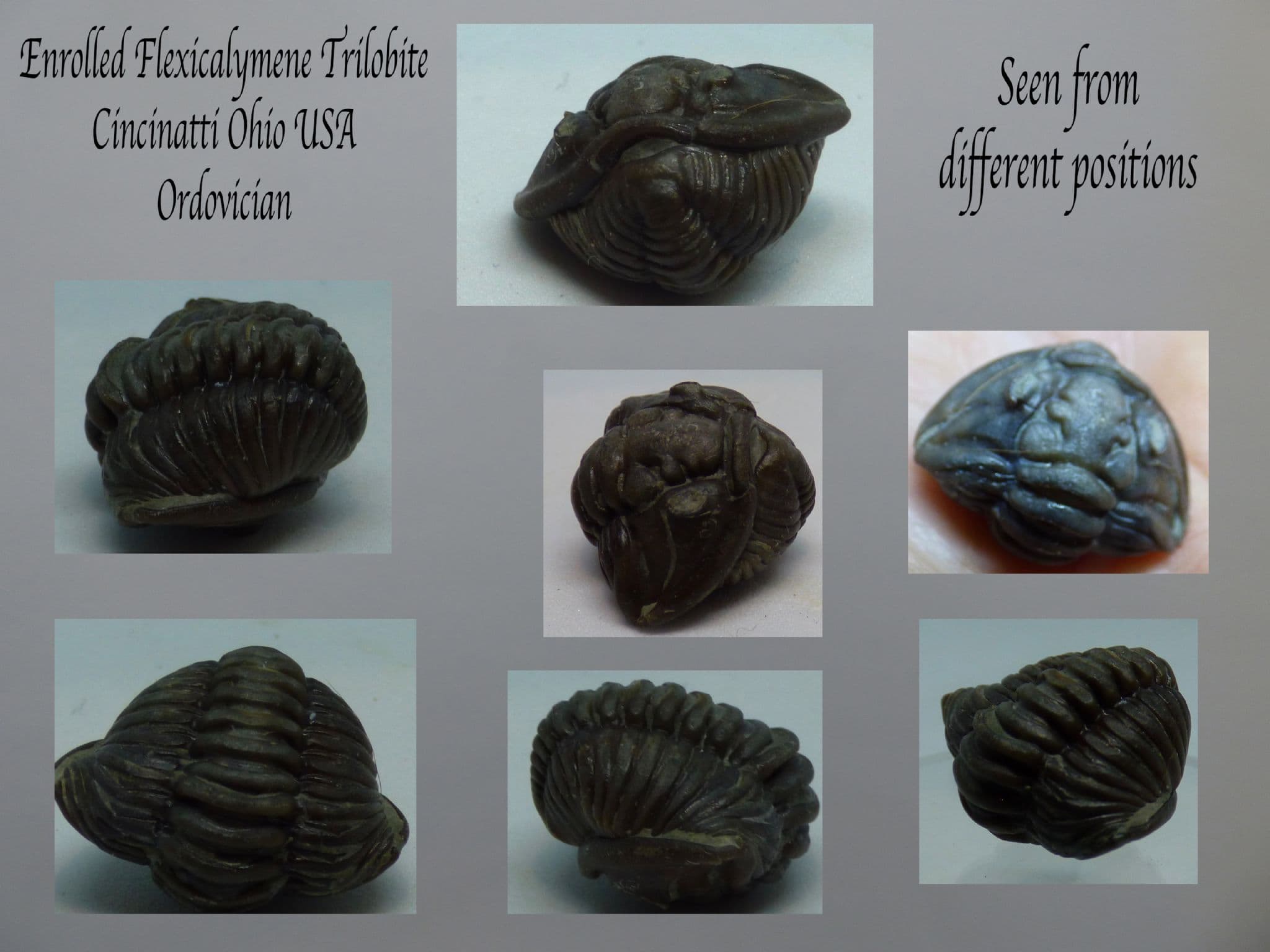 Enrolled Fossil -Trilobite Flexicalymene Ohio