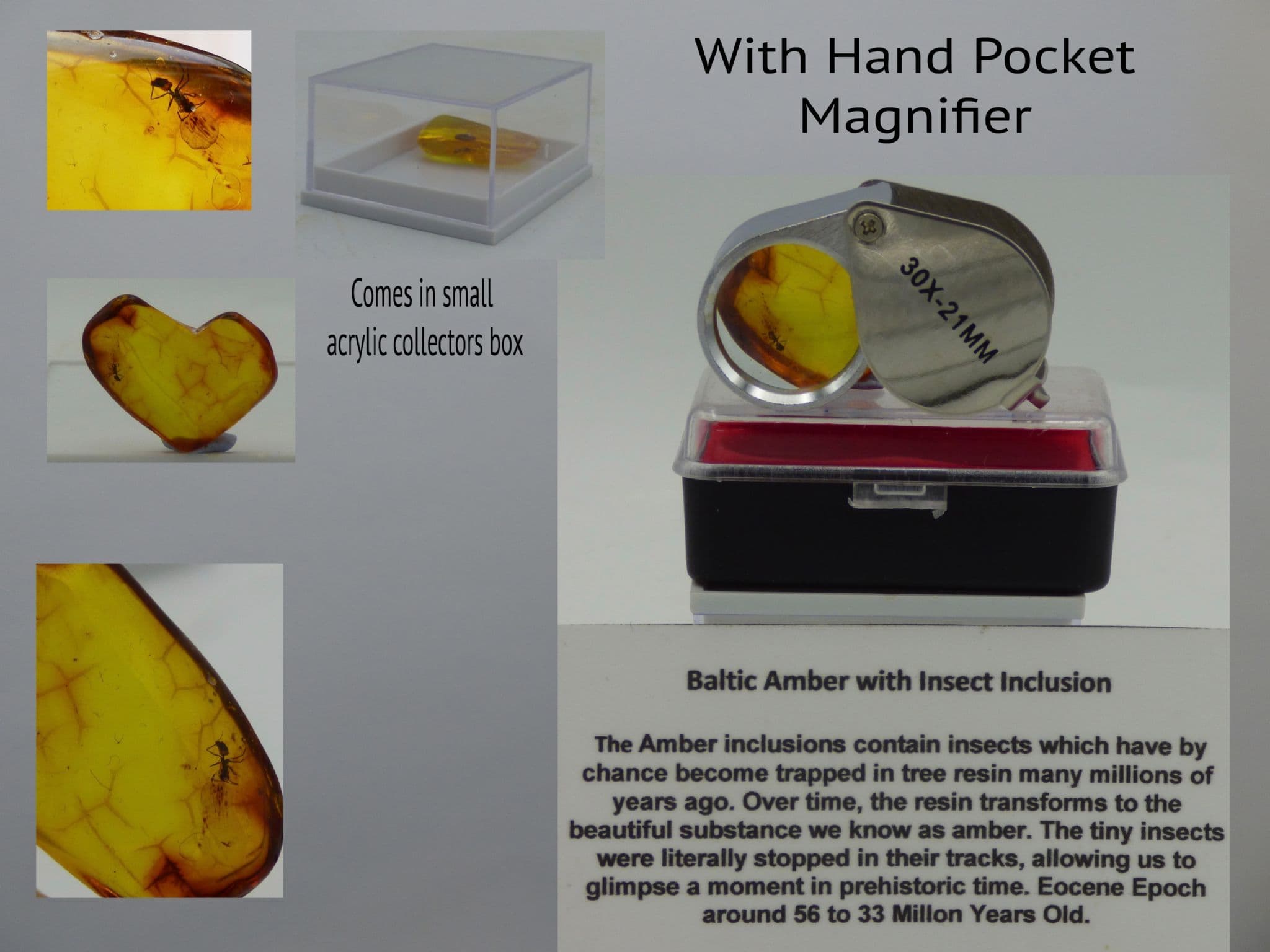 Eocene Baltic Amber Fossil Insect Inclusion Pocket Magnifier +  Collectors Box (1) (3) (4) (5)