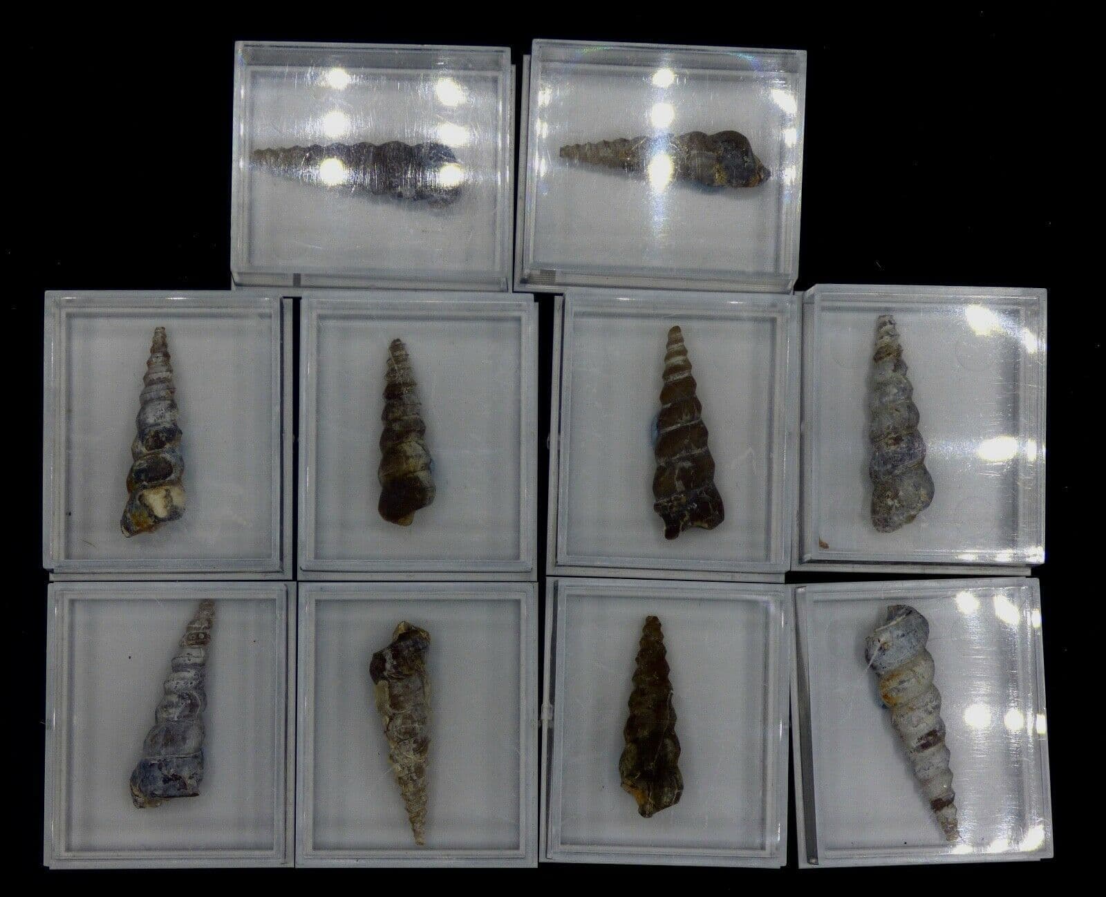 Eocene Fossil Gastropod Turritella  Wyoming in Collectors Box x 1