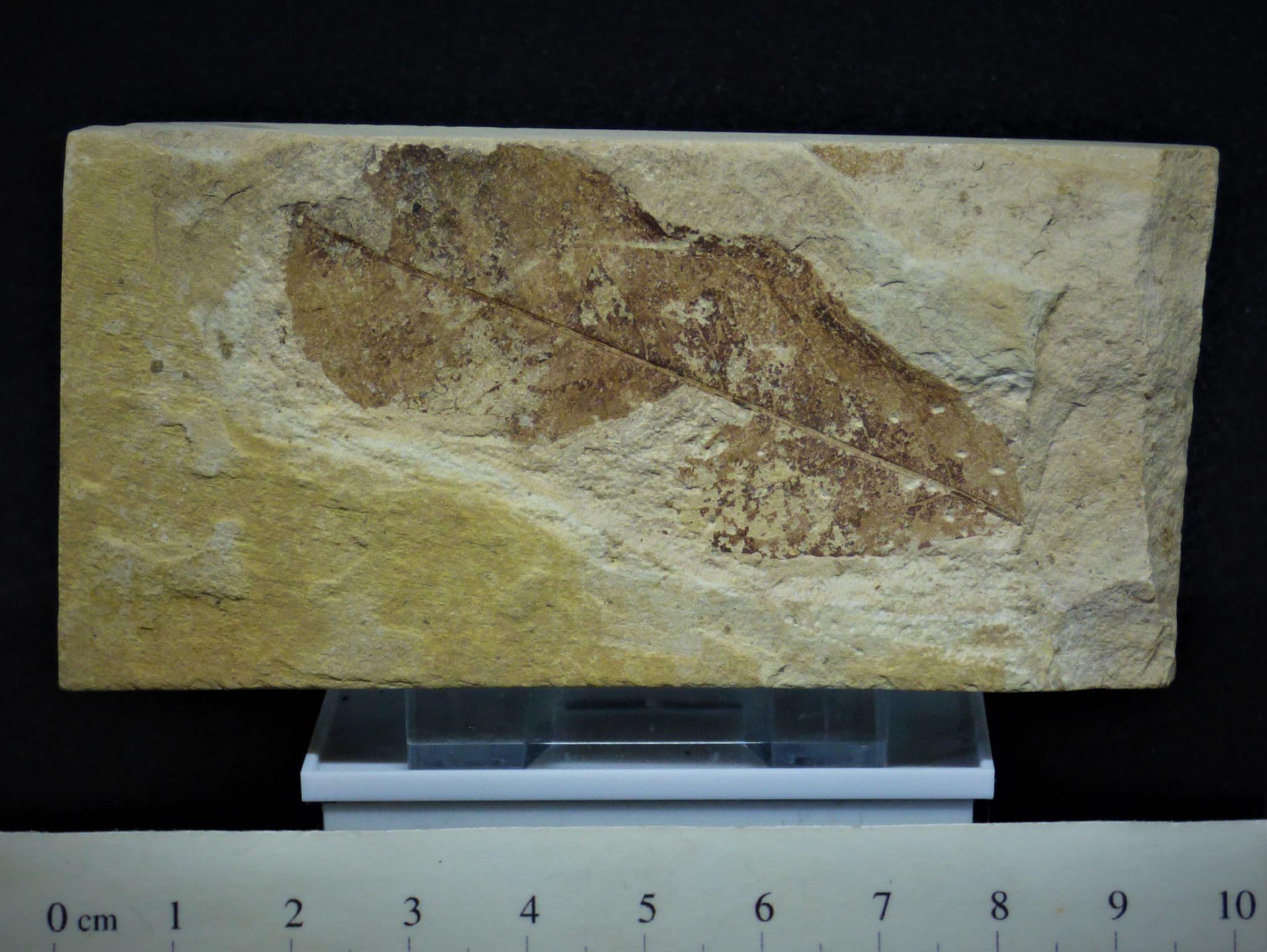 Eocene Fossil Leaf Green River Formation