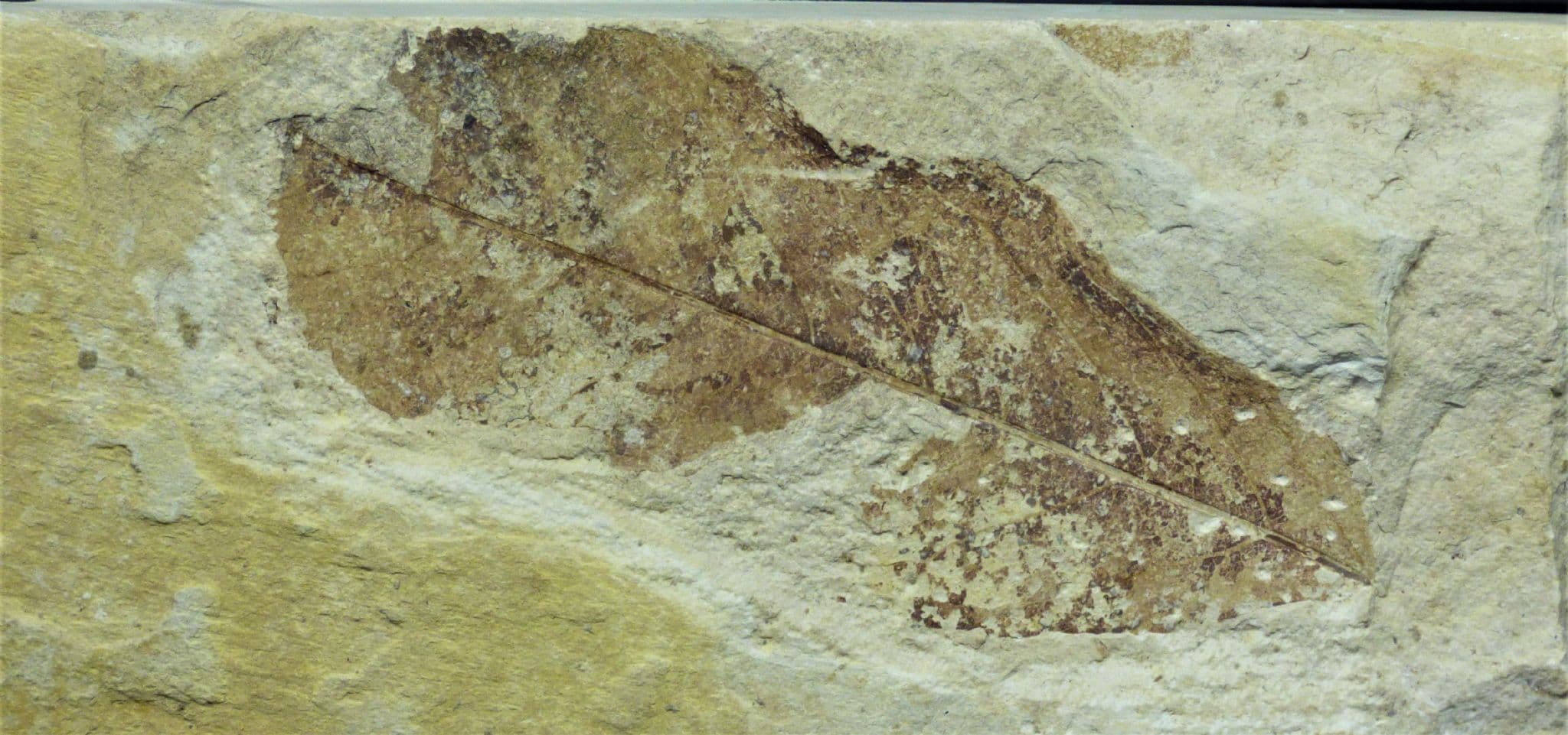 Eocene Fossil Leaf Green River Formation