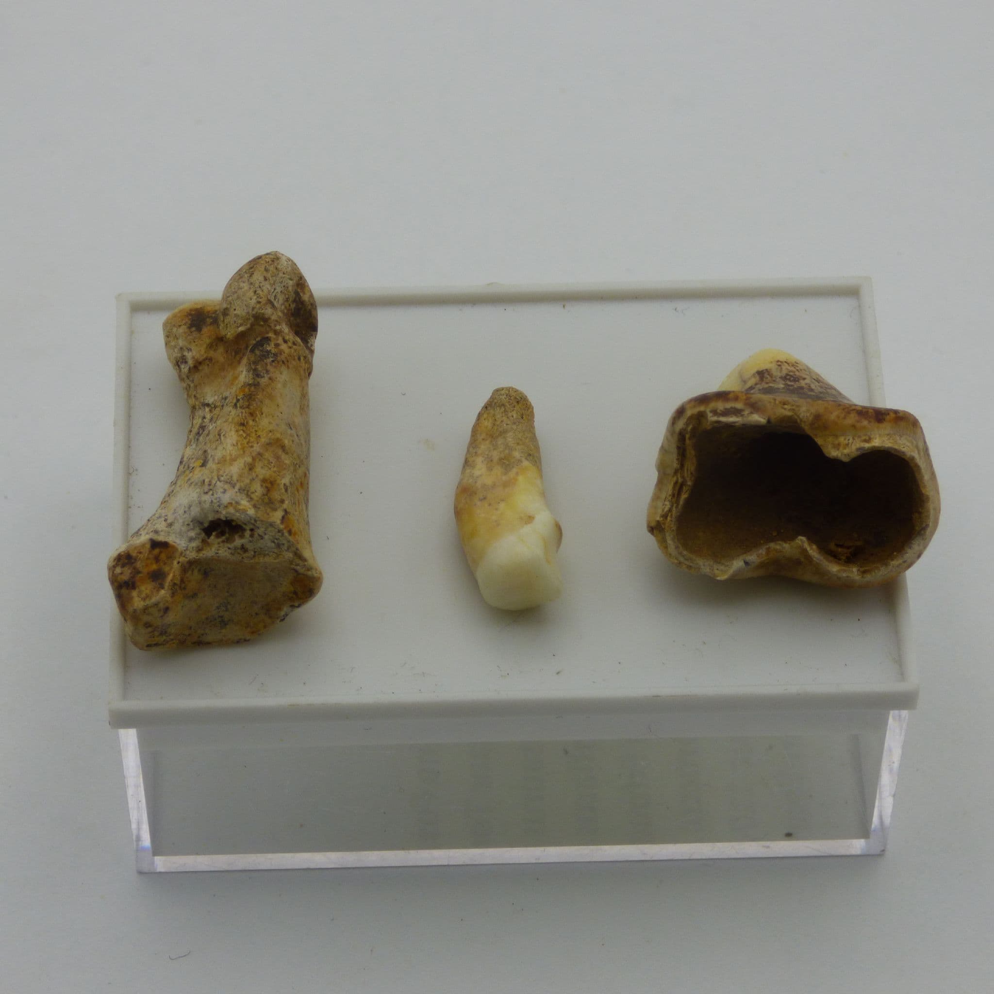 European Cave Bear Ursus Spelaeus Molar Tooth in Collectors Box (1)