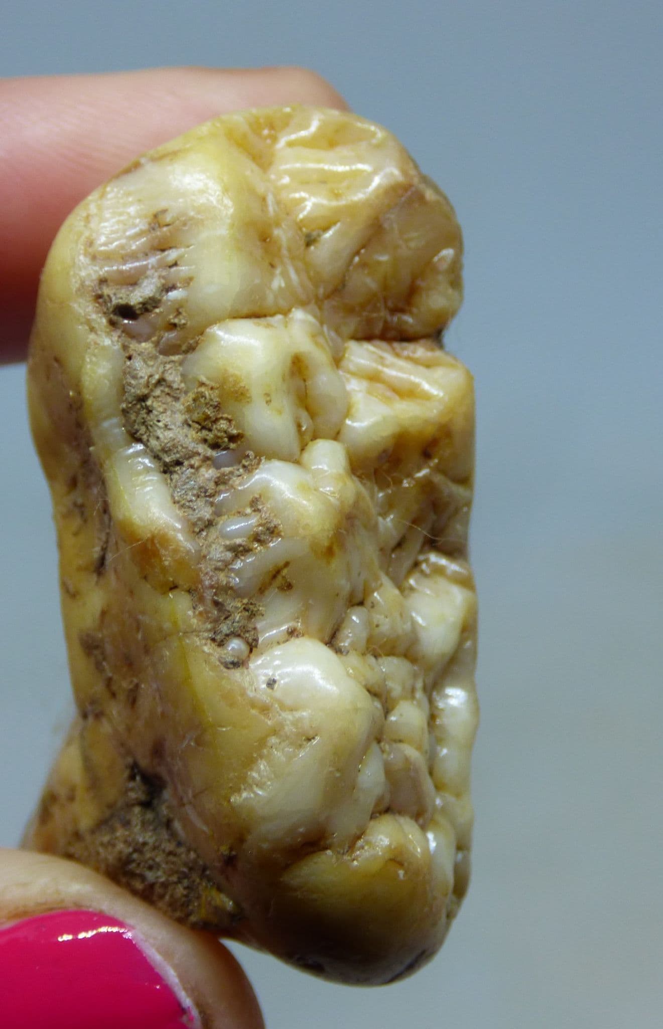 European Cave Bear Ursus Spelaeus Molar Tooth in Collectors Box