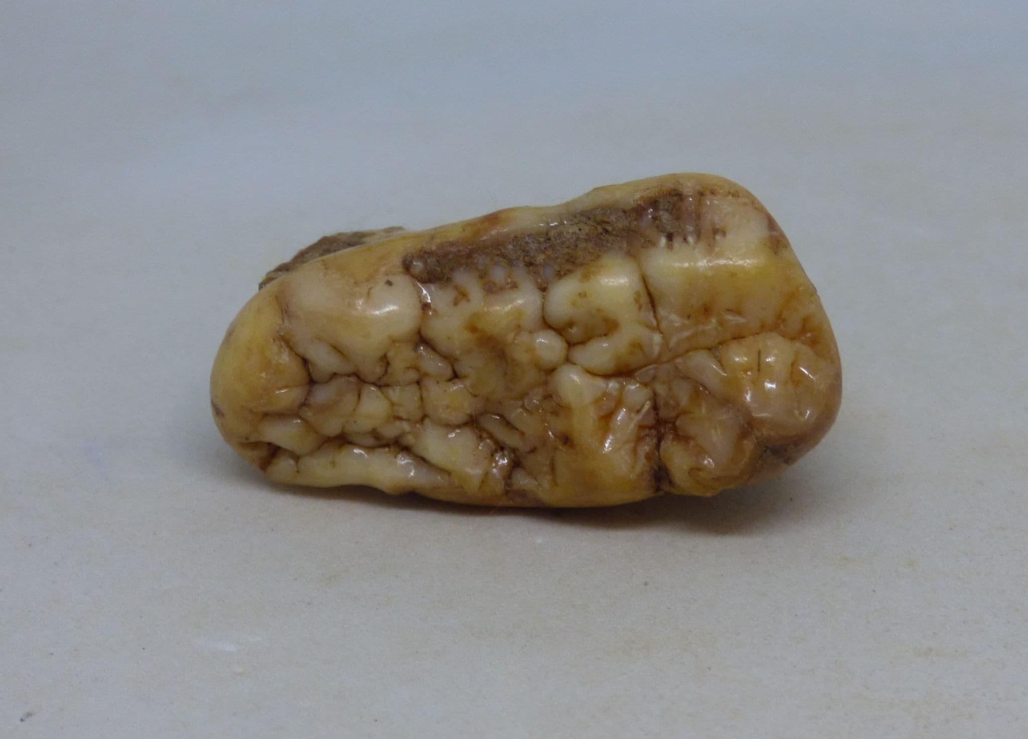 European Cave Bear Ursus Spelaeus Molar Tooth in Collectors Box