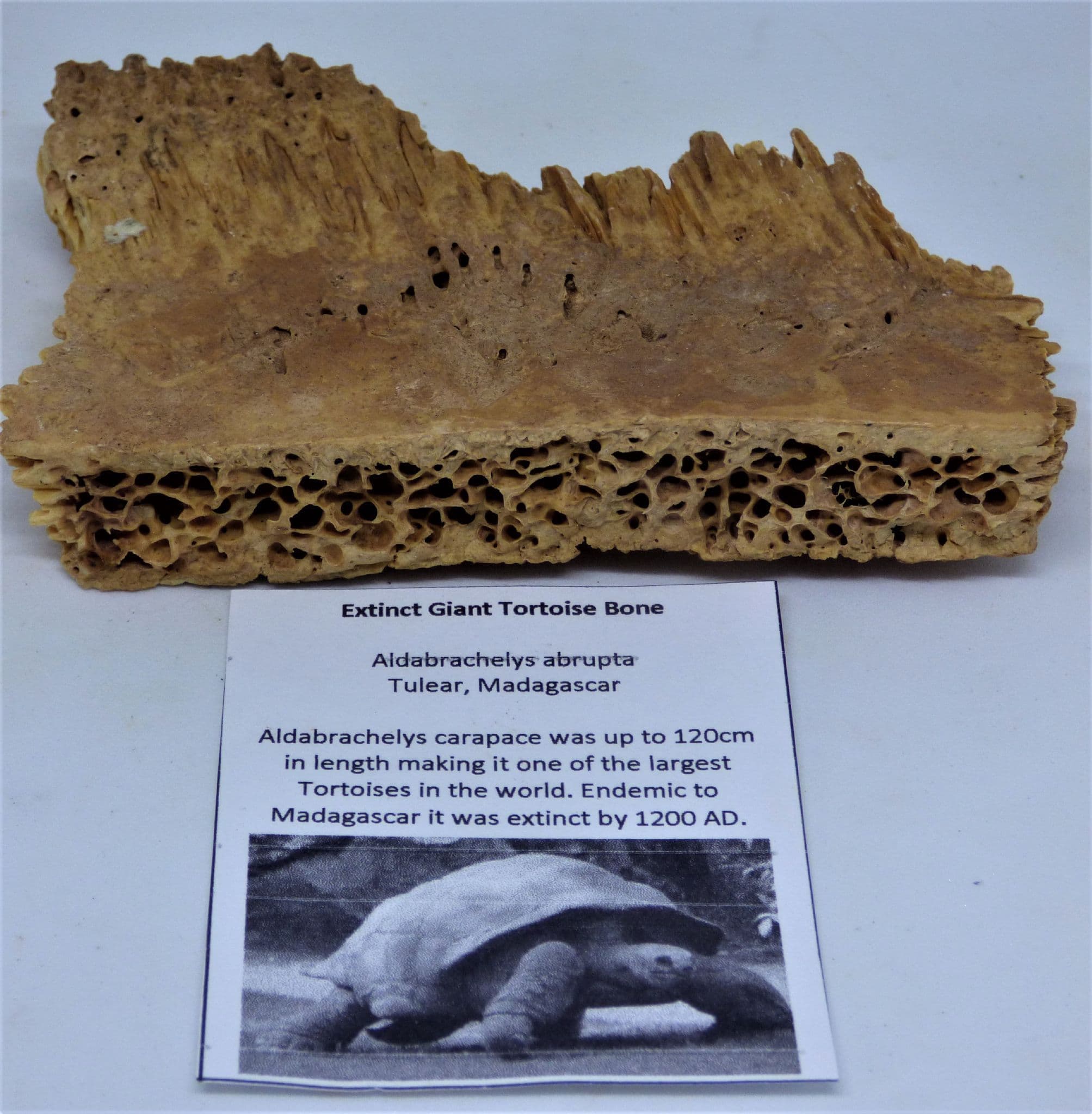 Extinct Giant Tortoise Bone Fossil Aldabrachelys  Abrupta-  Madagascar