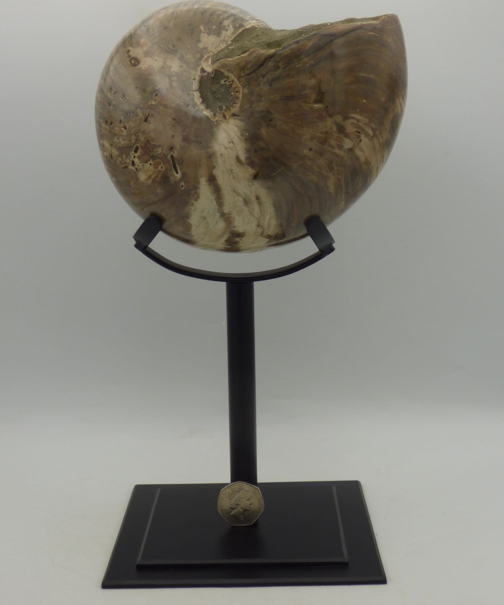 Extra Large Nautilus Fossil 3.4 kg Madagascar on Hand Crafted Steel Display Stand