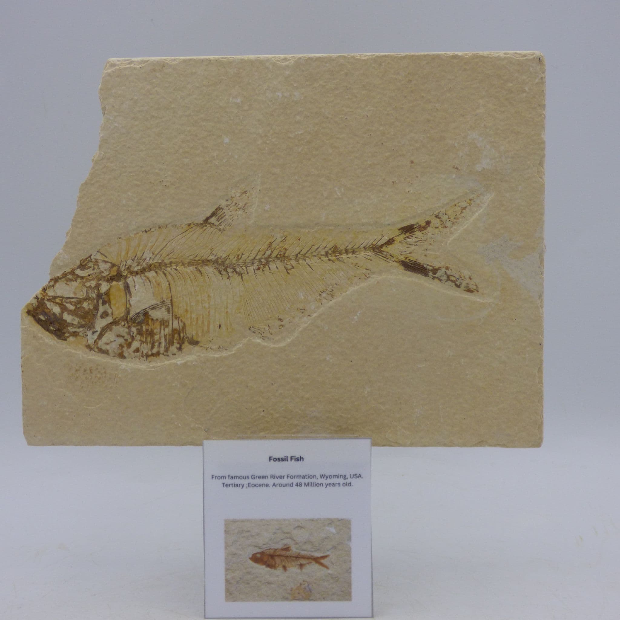 Finely Detailed Green River Formation Fossil Fish  with Display Stand