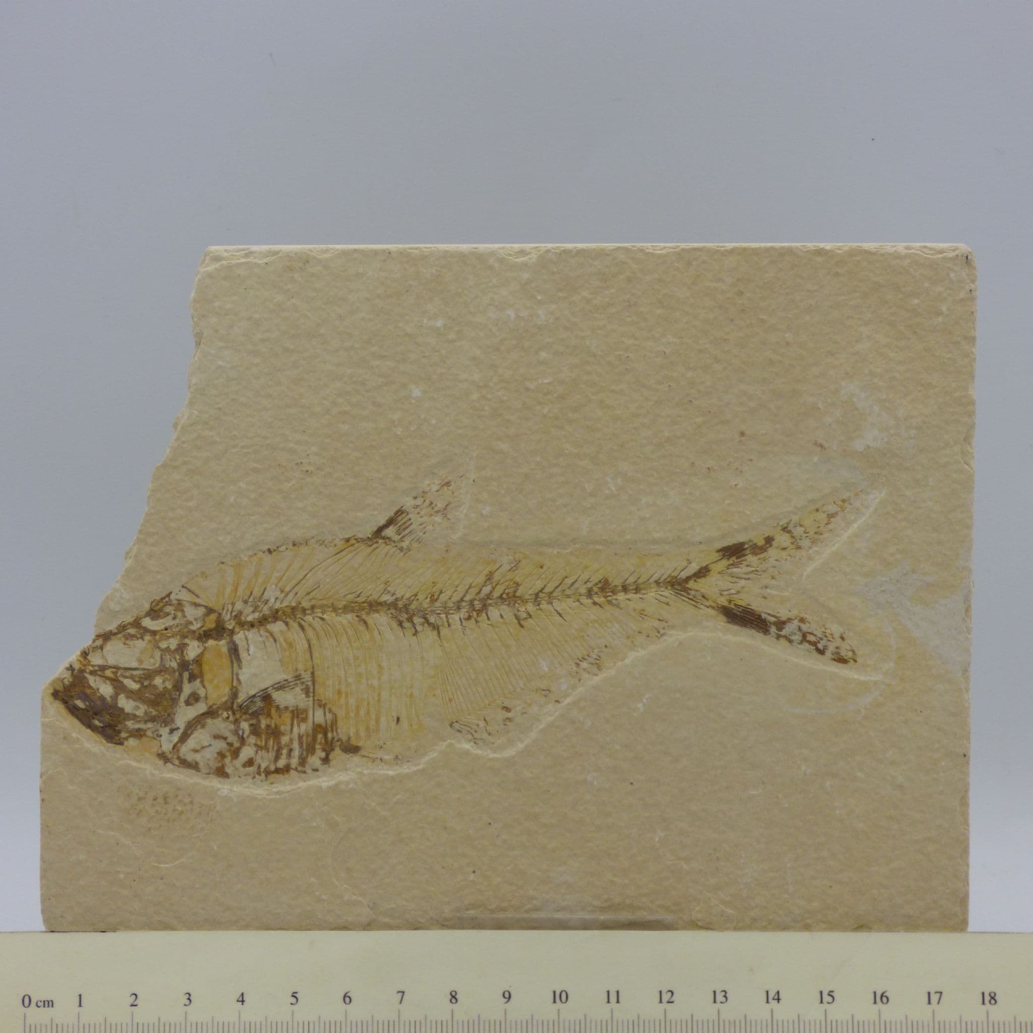 Finely Detailed Green River Formation Fossil Fish  with Display Stand