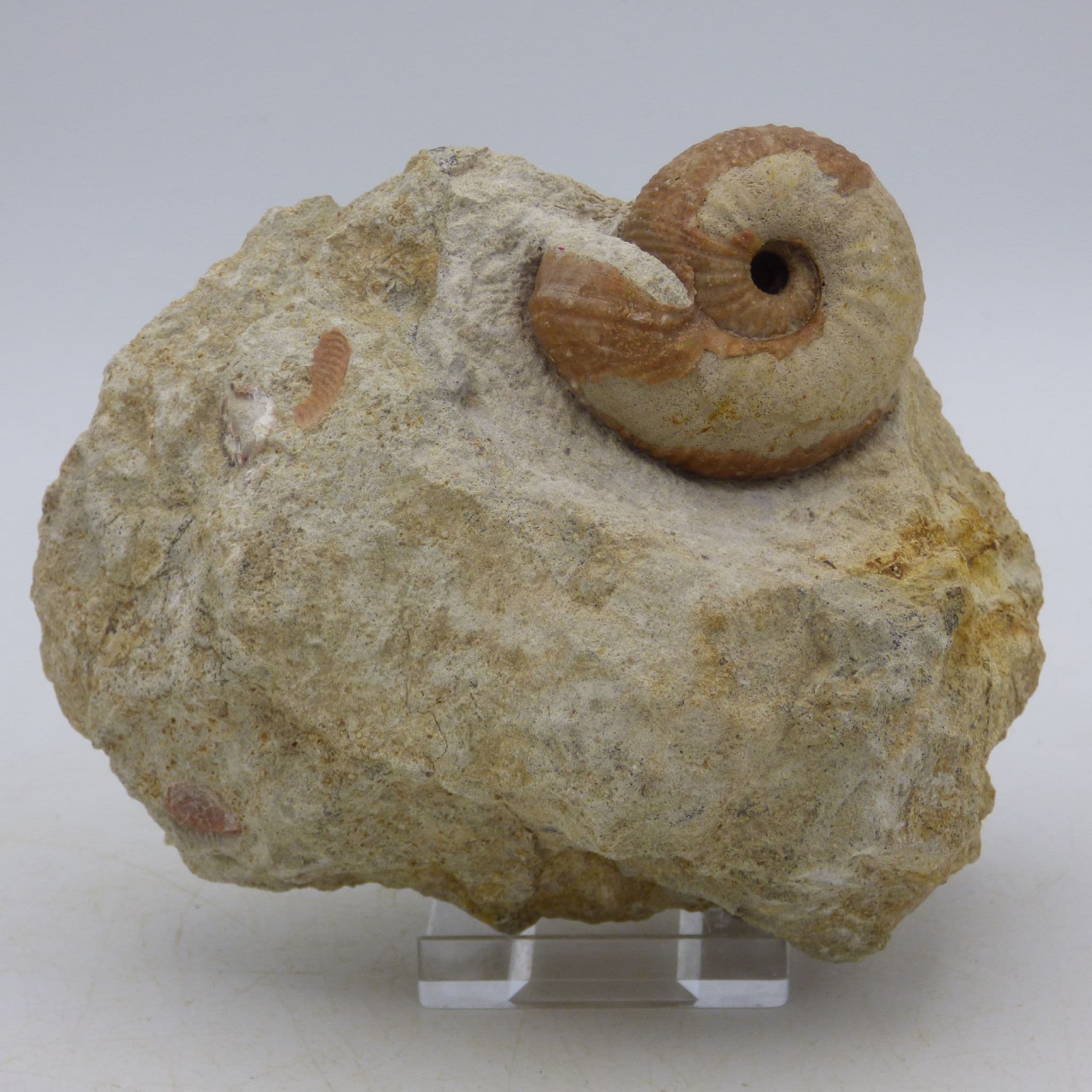 FoFossil Ammonite Chondroceras Milbourne Wick  Dorset UK