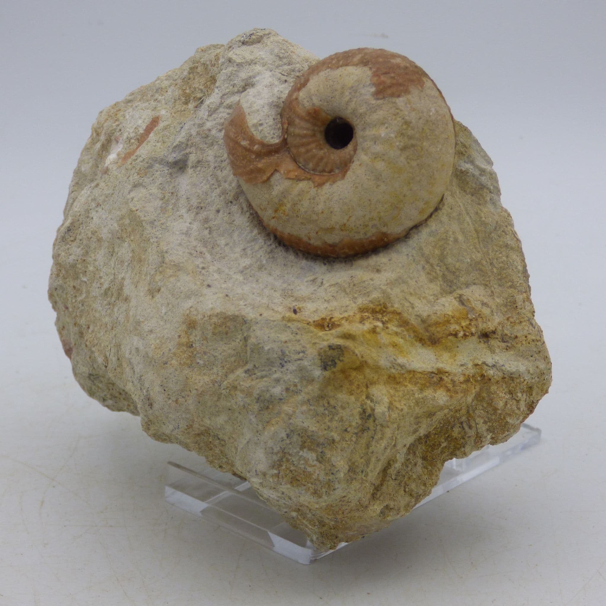 FoFossil Ammonite Chondroceras Milbourne Wick  Dorset UK