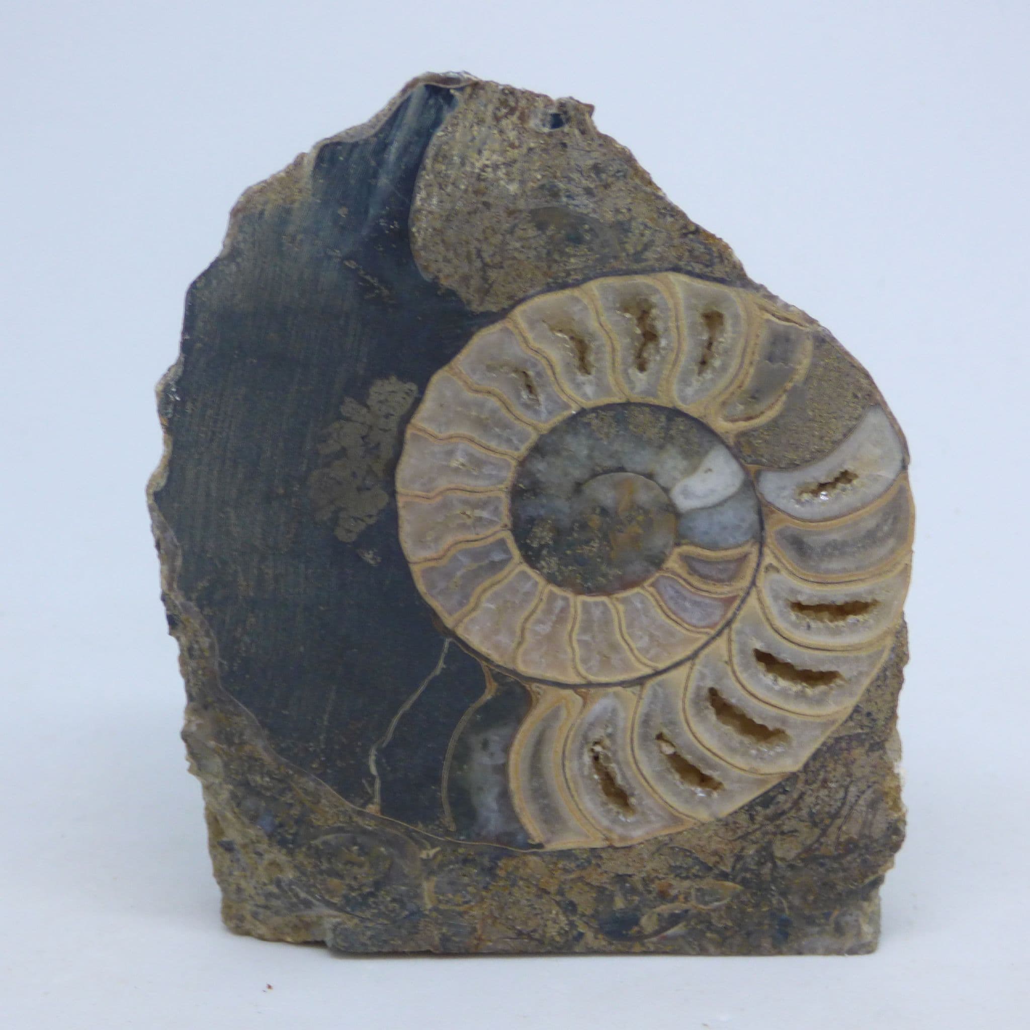 Fossil Ammonite Aegastoceras  Scunthorpe 8.8 x  6.8 cm