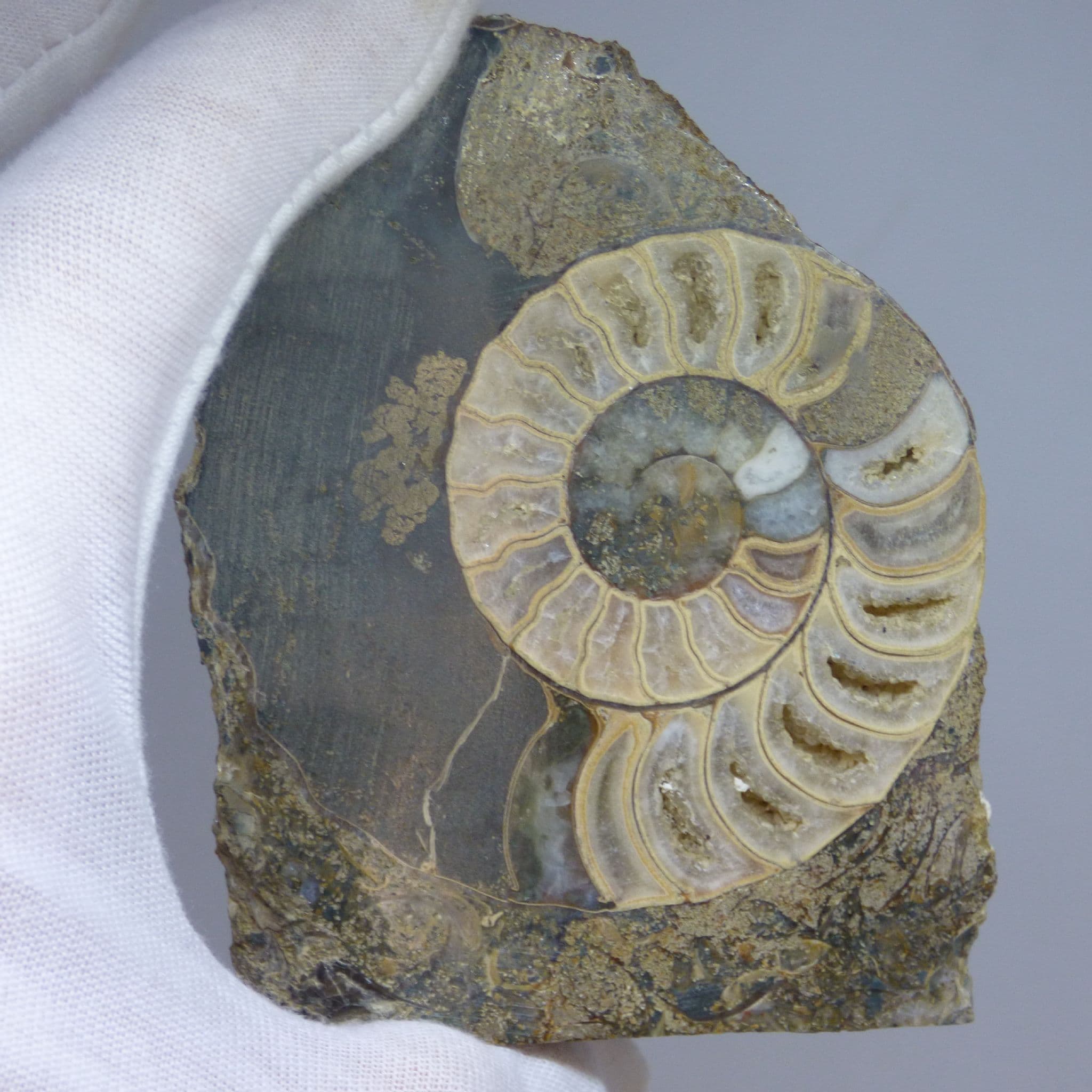 Fossil Ammonite Aegastoceras  Scunthorpe 8.8 x  6.8 cm