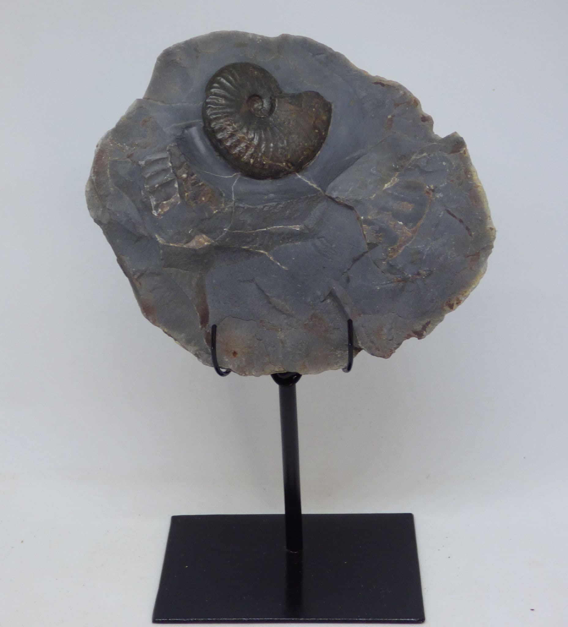 Fossil Ammonite Eleganticeras  from Whitby on Hand Crafted Steel Display Stand.