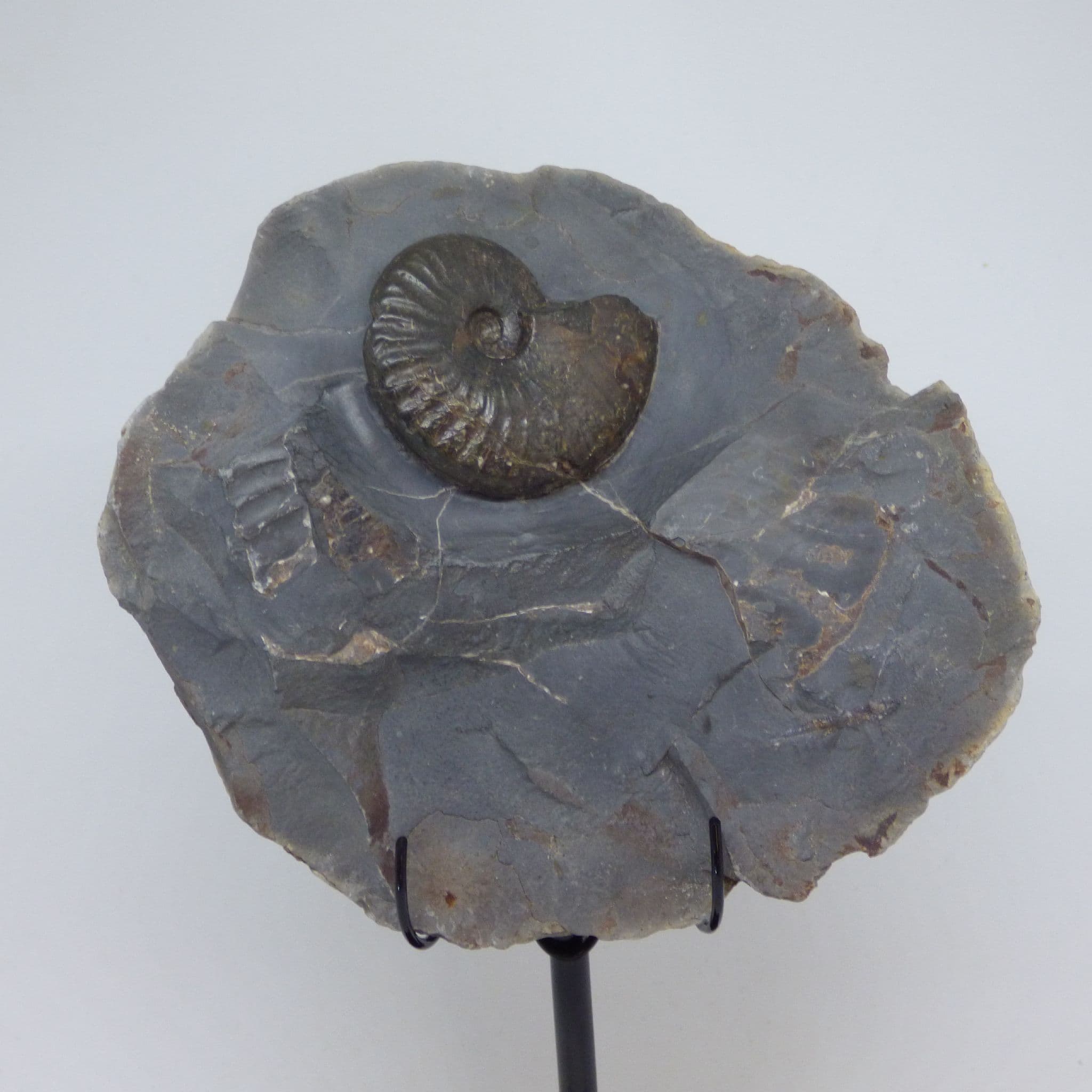 Fossil Ammonite Eleganticeras  from Whitby on Hand Crafted Steel Display Stand.