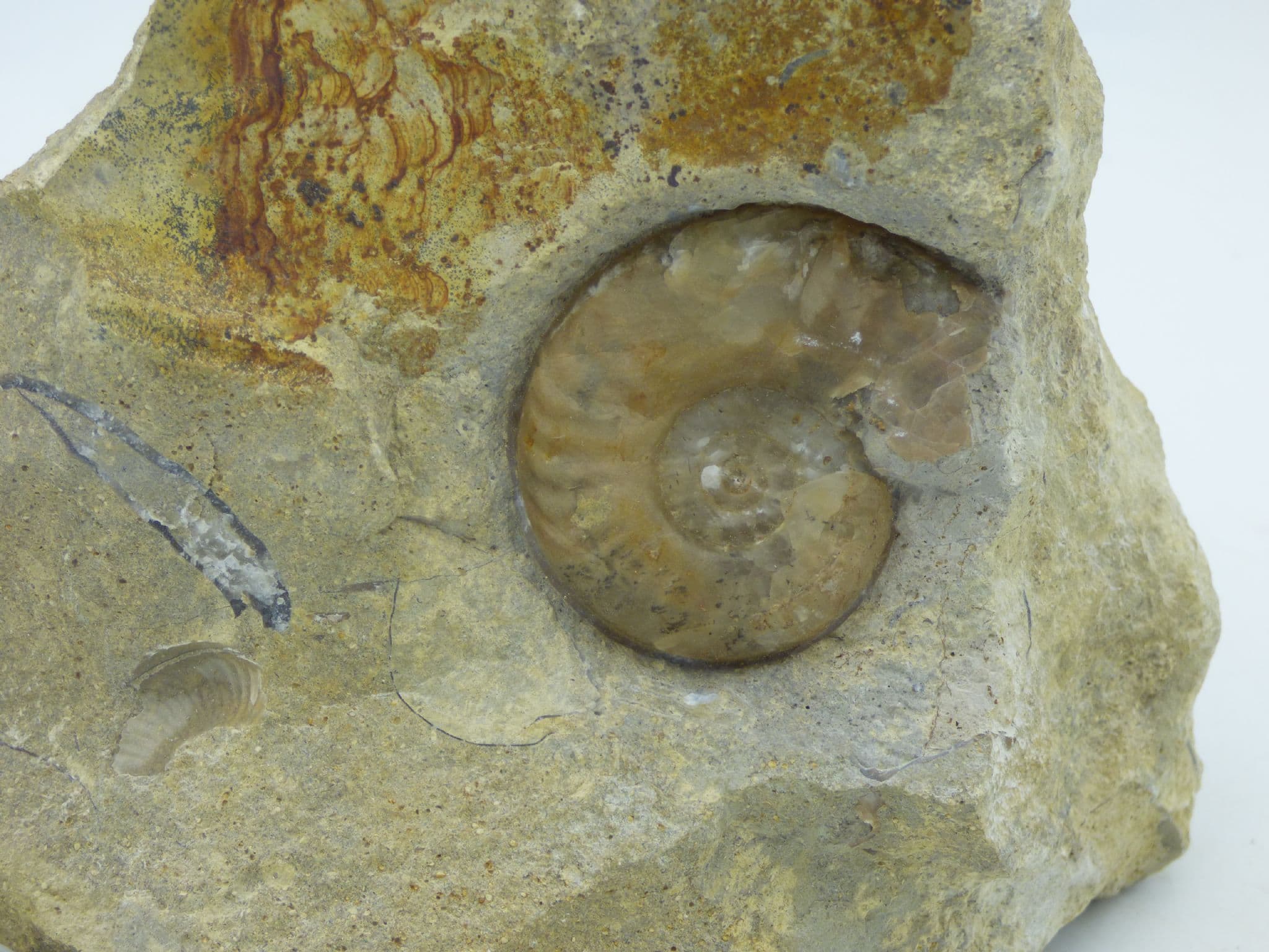 Fossil Ammonite (Euhoploceras) Dorset  England